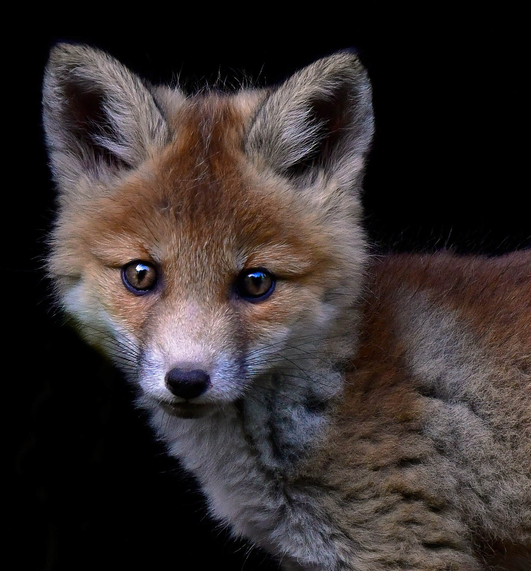 Фотоохота. Фотографии Лены Соколовой