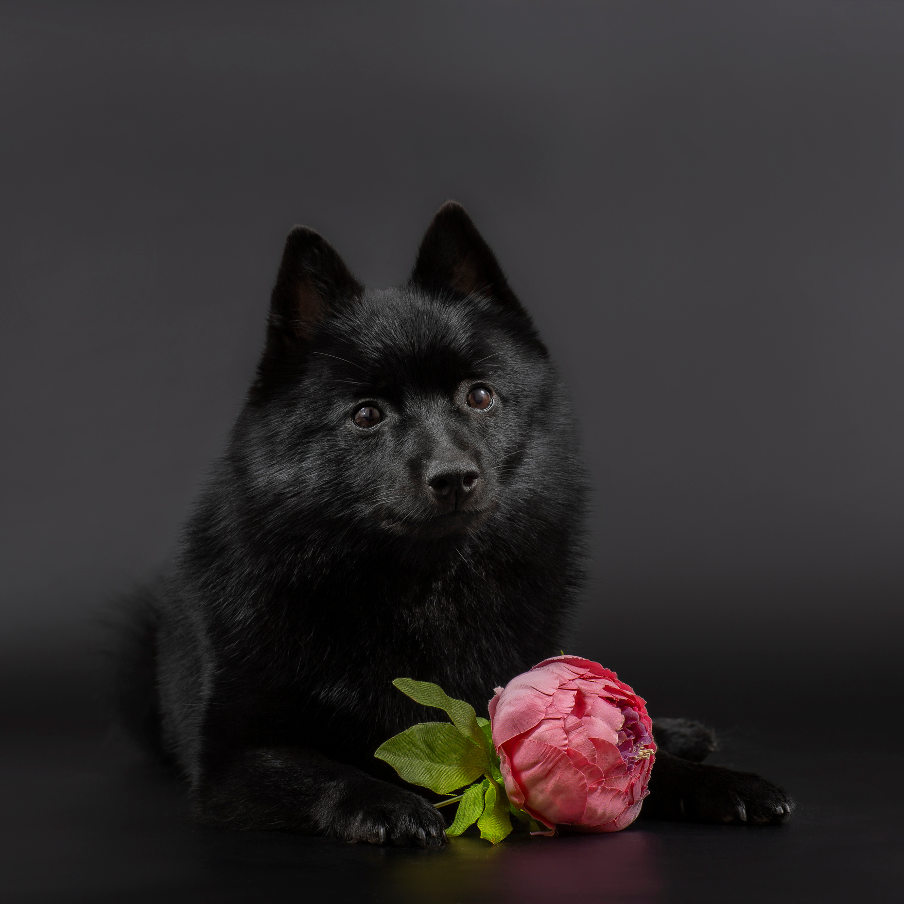 Услуги. Фотограф — анималист в Санкт — Петербурге Анна Орис