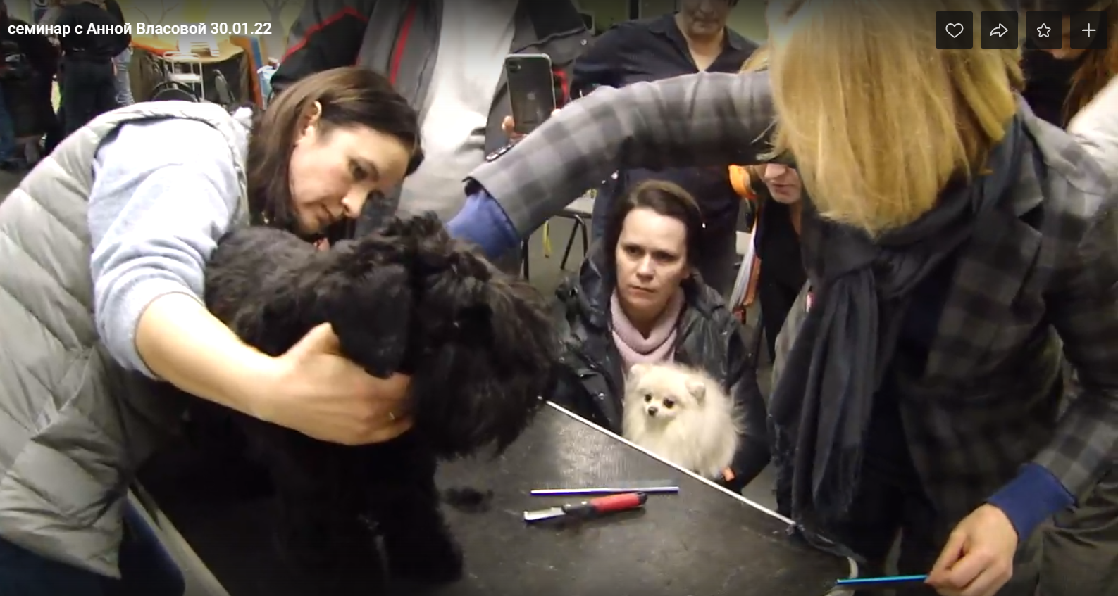 СЕМИНАР «Груминг, хендлинг ризеншнауцеров, шнауцеров. Племенное дело». НРОО КЦ "Собаковод"