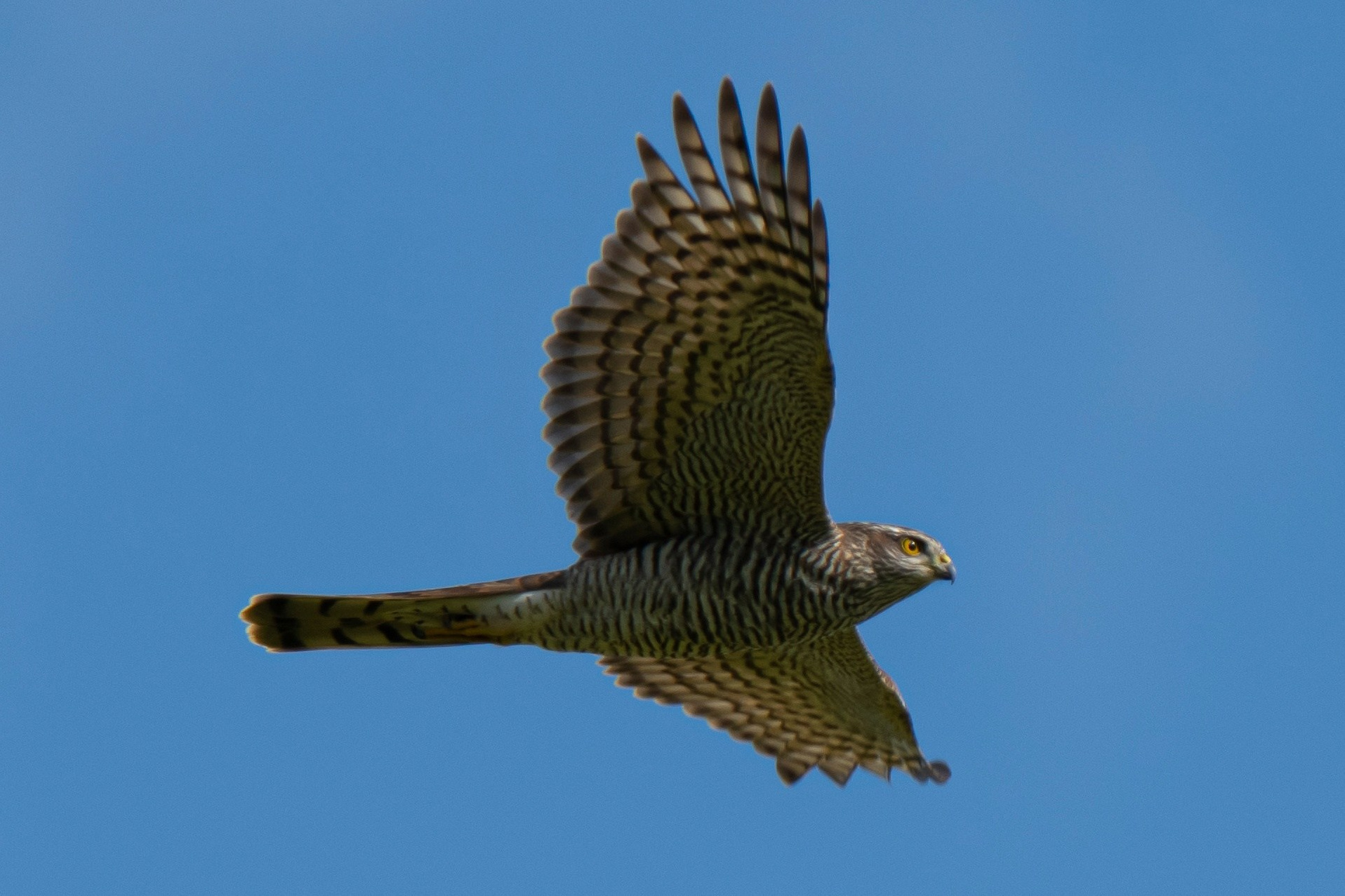 Фотоохота. Фотографии Лены Соколовой