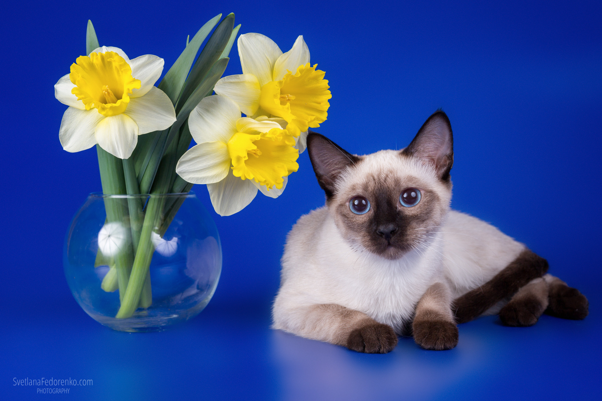 Наши кошки. Питомник тайских кошек в Санкт-Петербурге Noyland