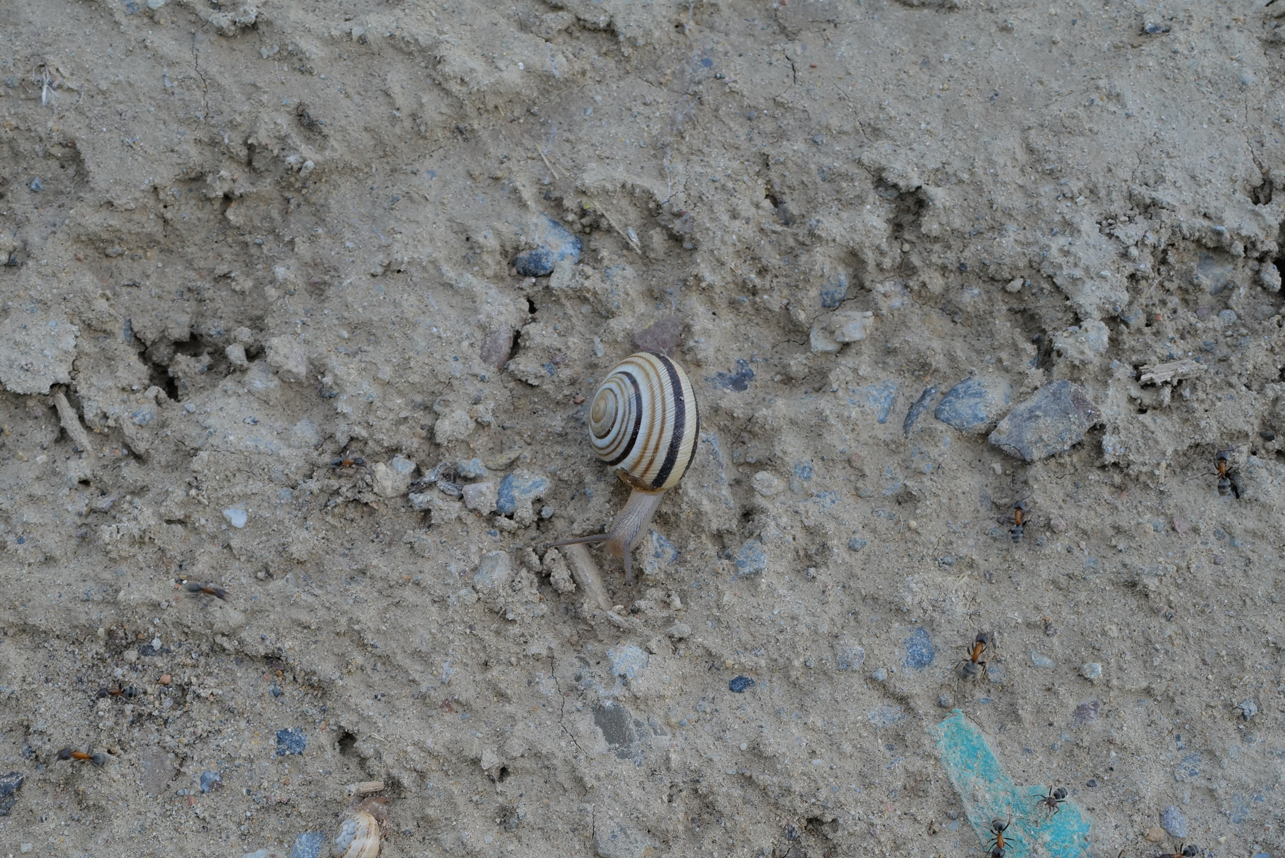 Кристина Разумова — О муравьях и улитке (пустая раковина, в которой утонули муравьи в капле морской воды)