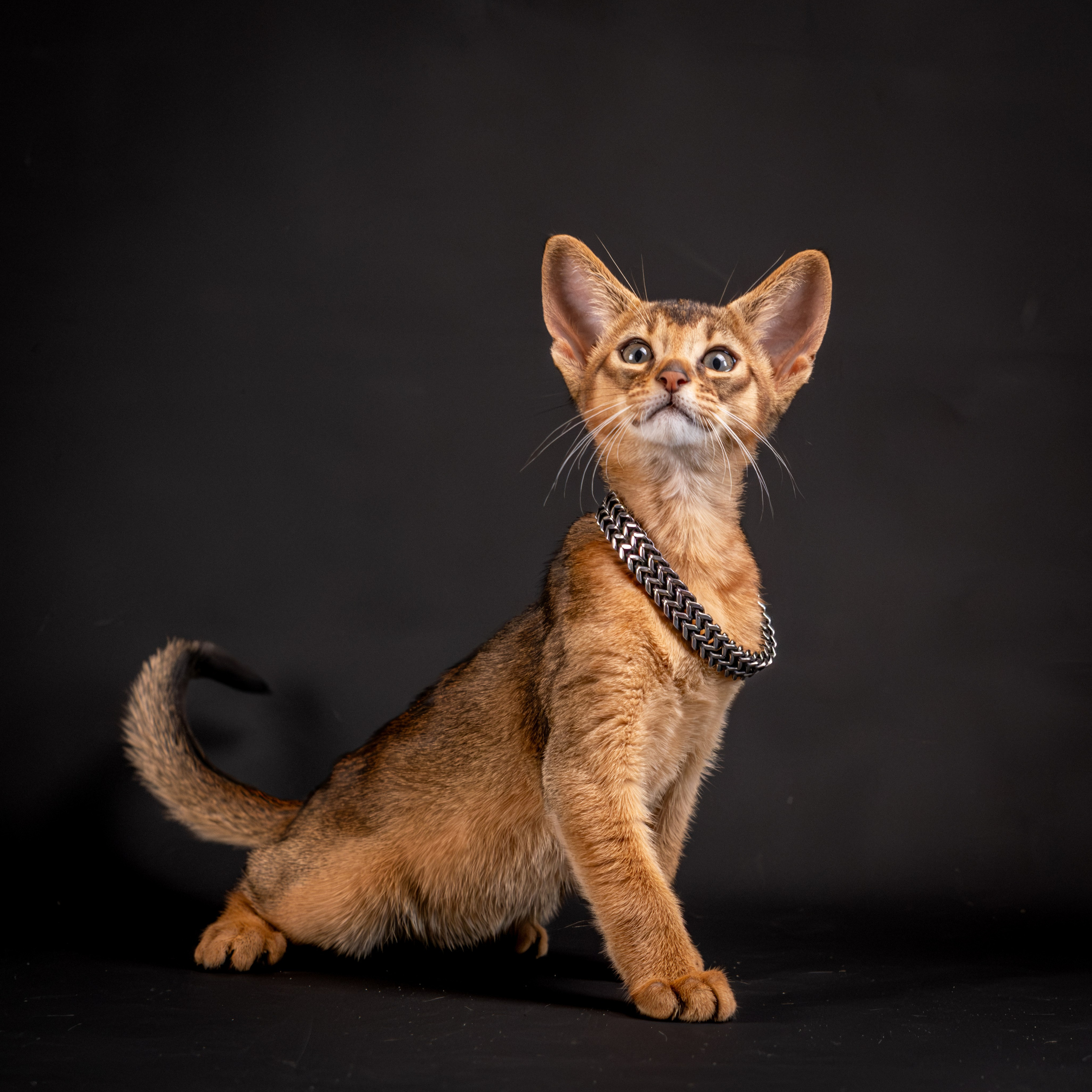 Услуги и цены. Зоофотограф, фотограф животных в Москве и области Дина Дамоцева