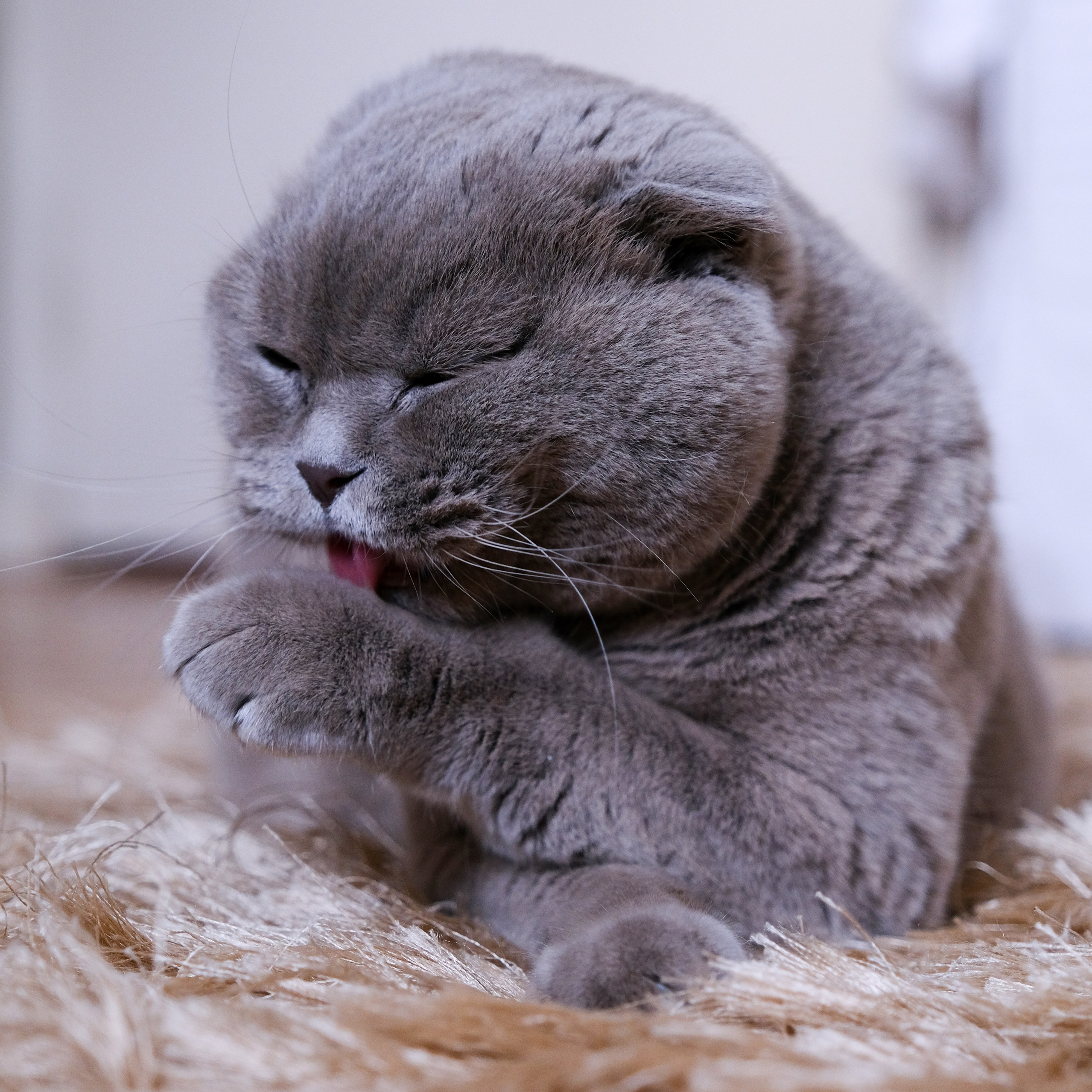 Bio and contacts. Sia Levine Design