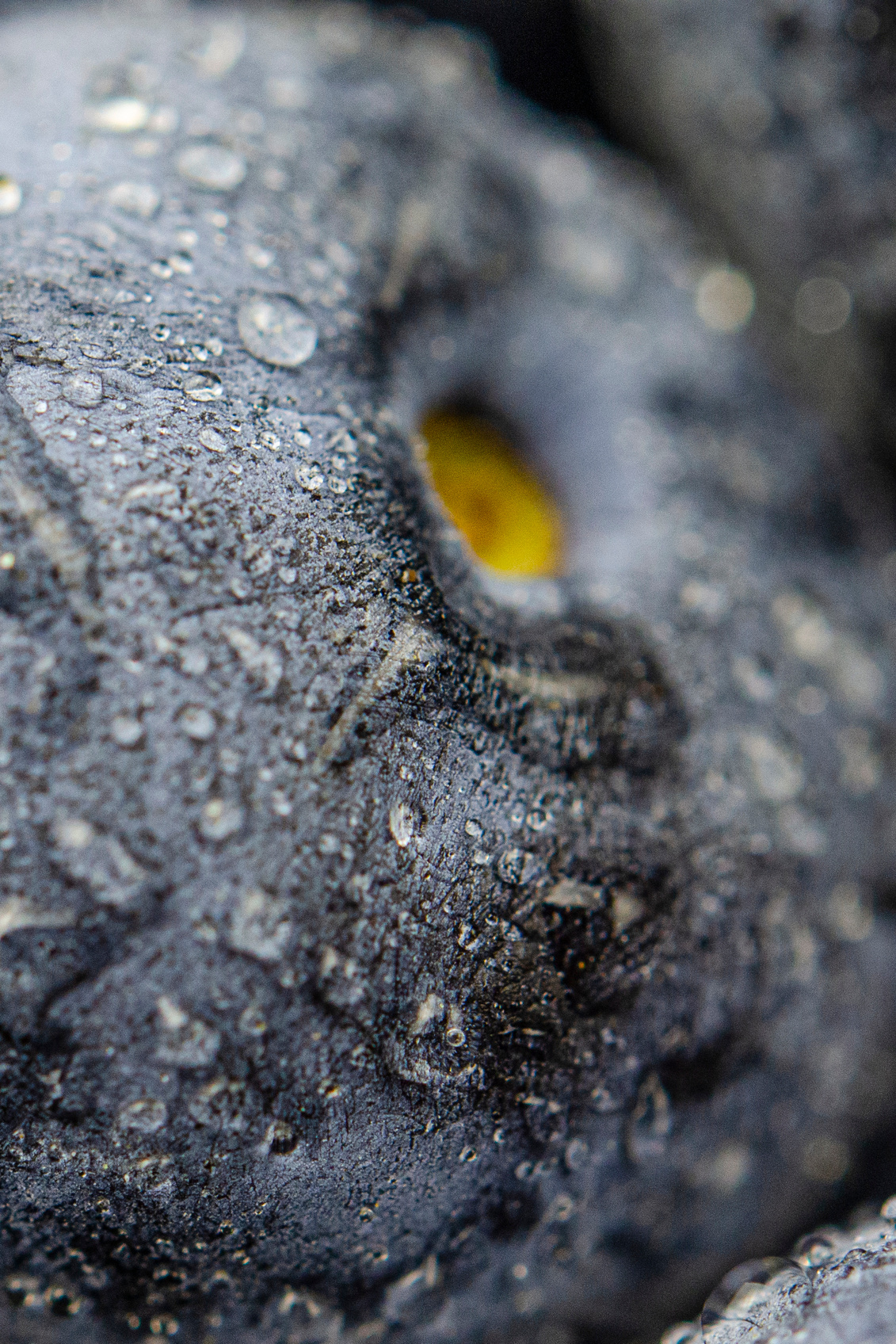 Какая камера лучше для съемки еды. Фуд-фото в Москве, съемка для ресторанов и кафе, съемка для меню