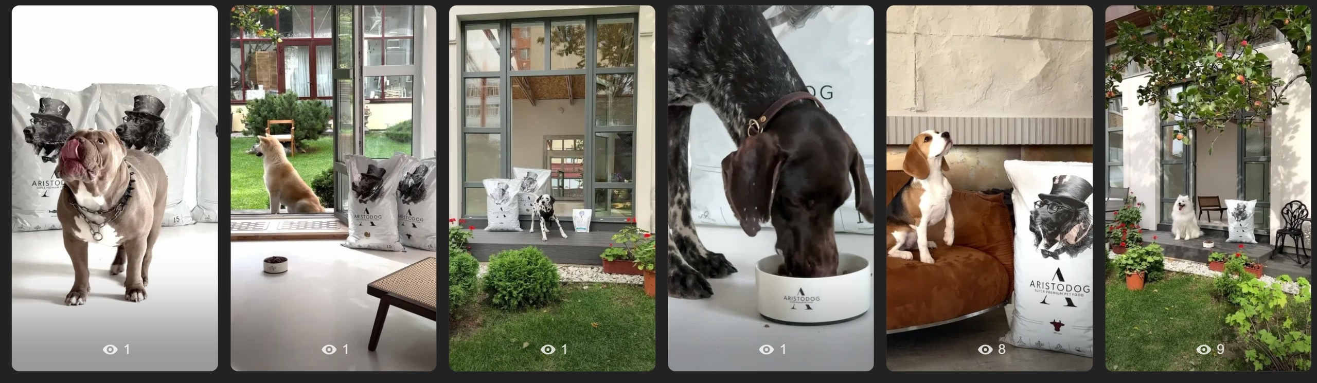 ARISTODOG. Фотограф и видеограф Анна Жагорина