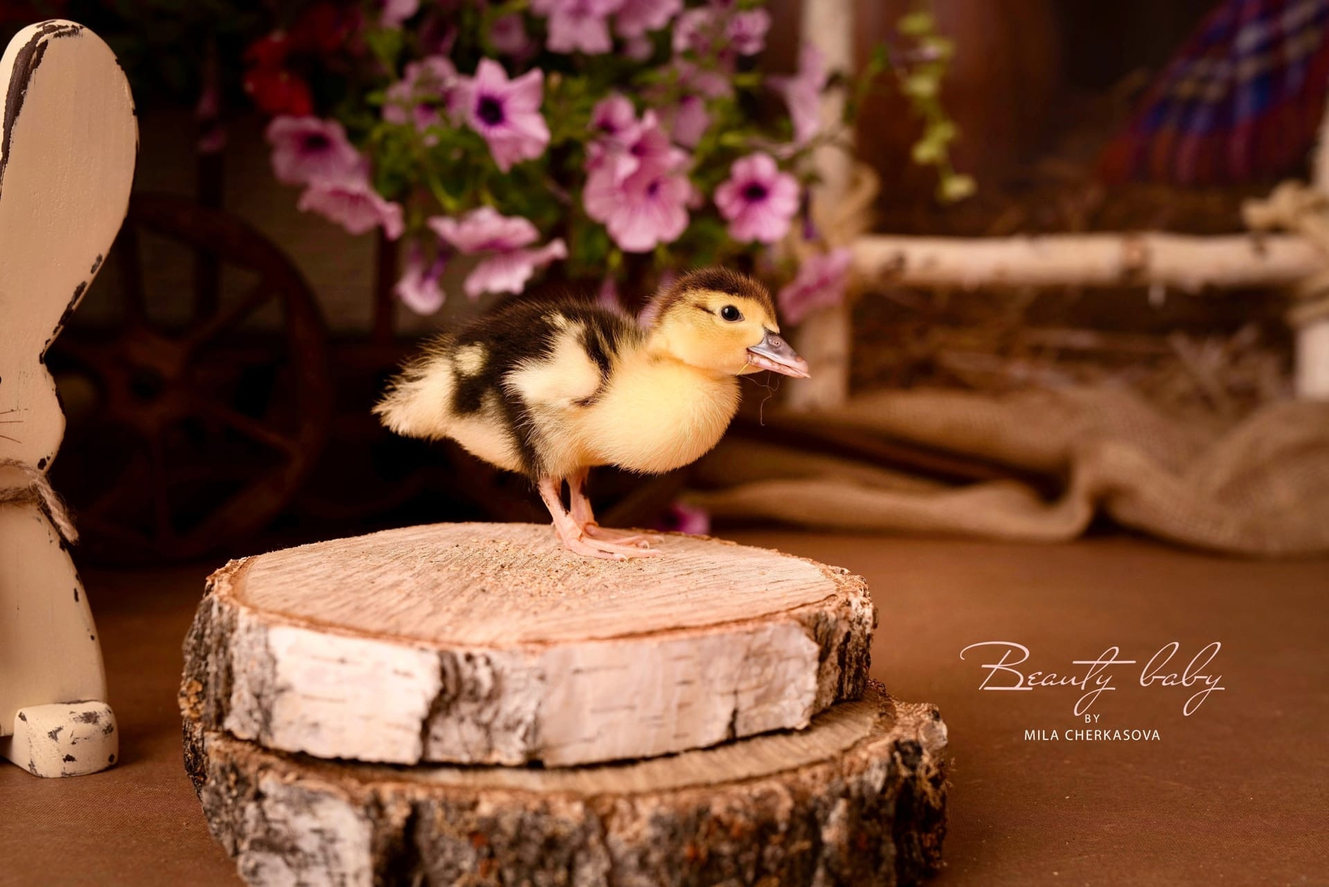 Фотодень ПАСХА с гусятами. Главная