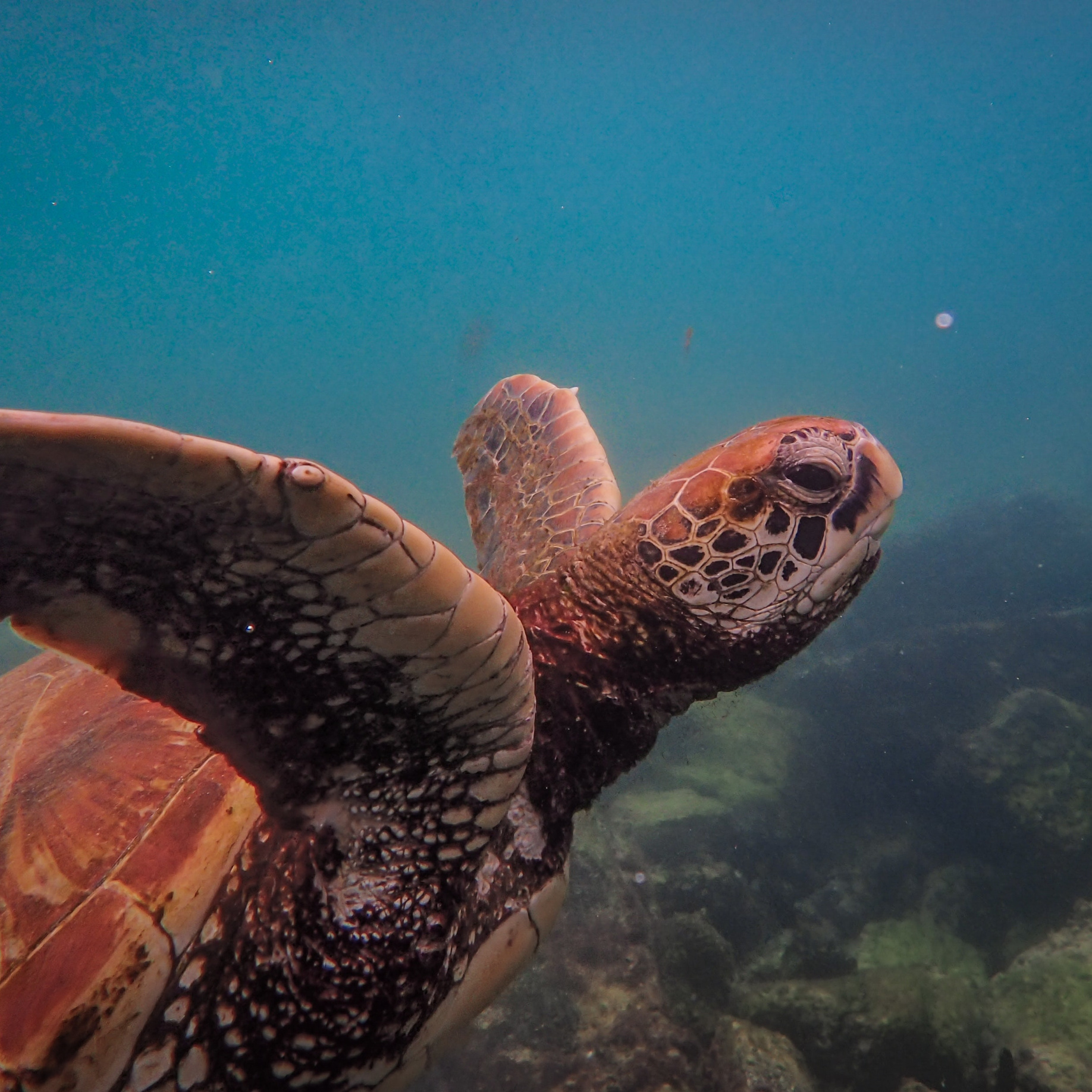 Морская черепаха, нырялка в теплых морях из Минска, дайвинг-клуб "Капитан Морган" 
