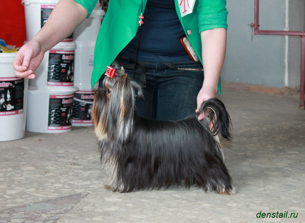 2015 г Результаты выставок. Питомник Йоркширских терьеров Дэнстайл в Санкт-Петербурге заводчик Тих