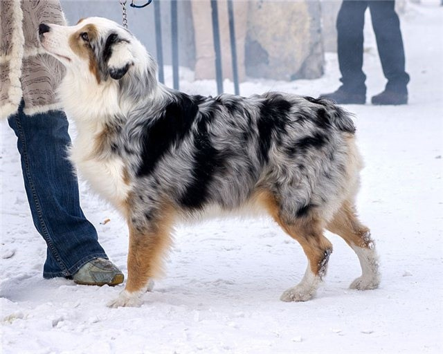 Рысь. BLGKV питомник собак