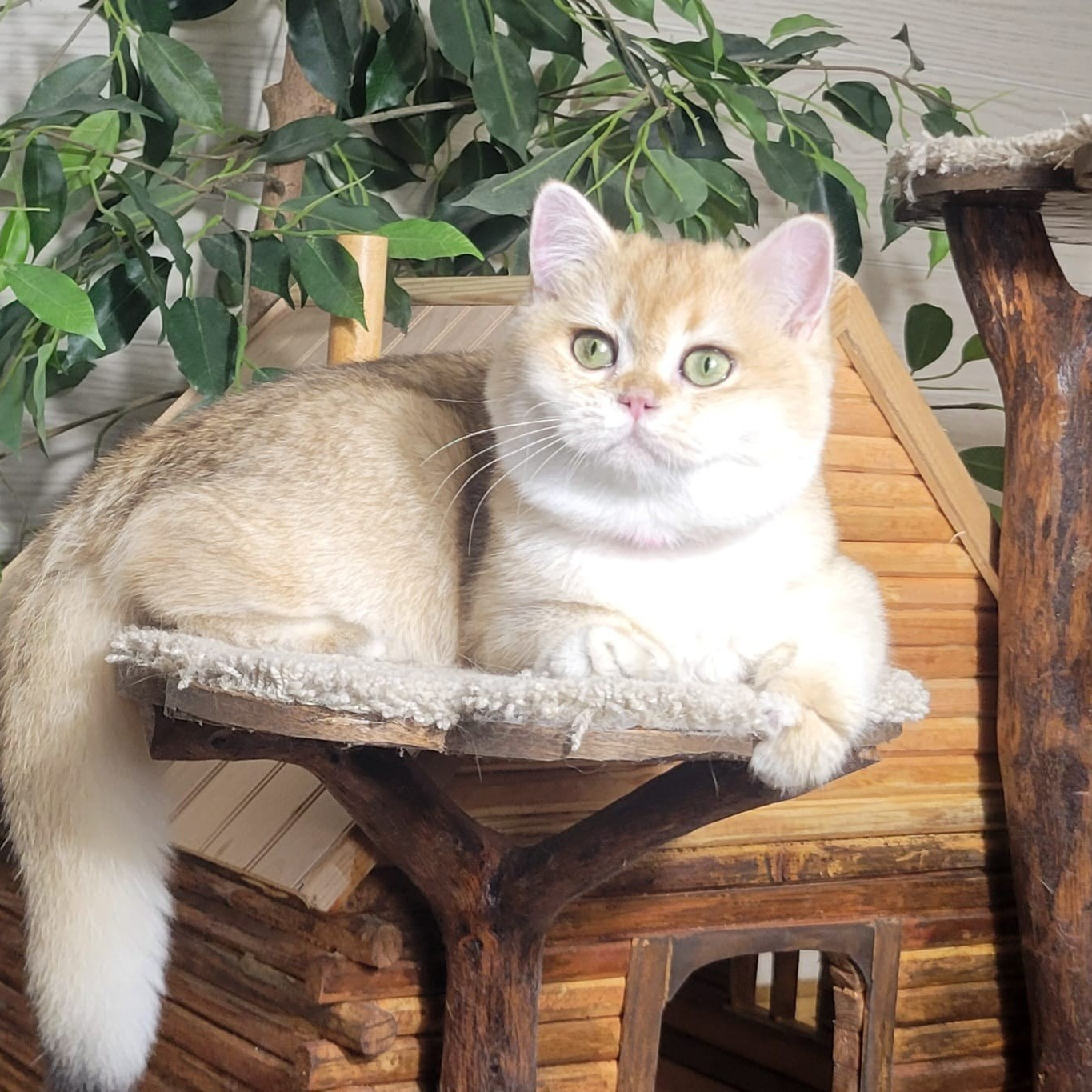 British Chinchilla cat