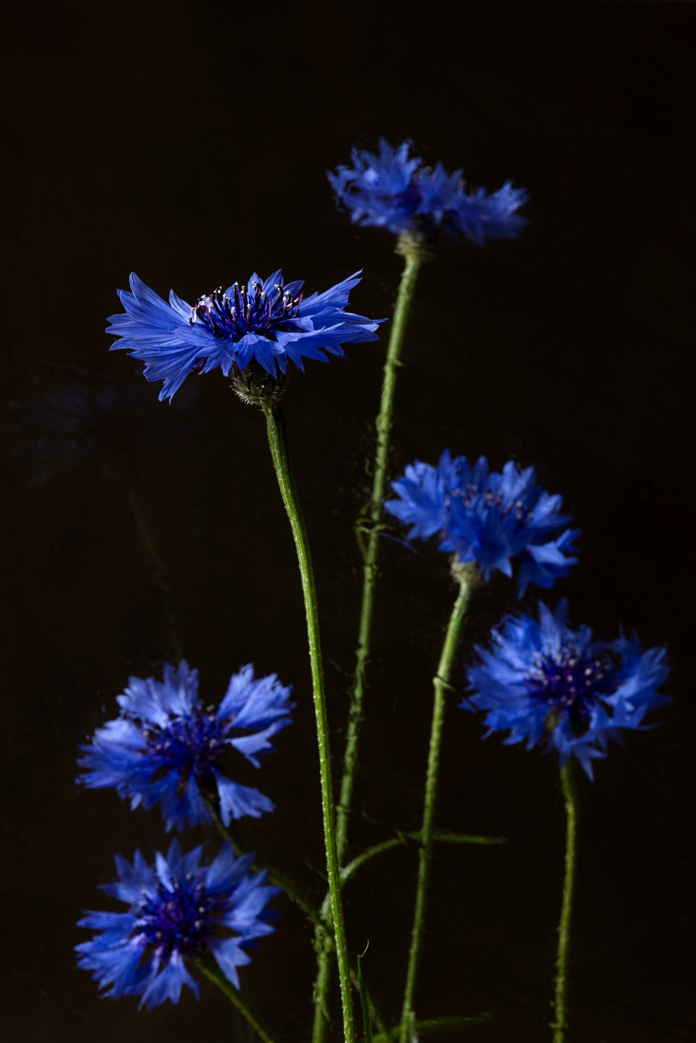 Botanical Still Lifes. Author’s fine art prints with international delivery