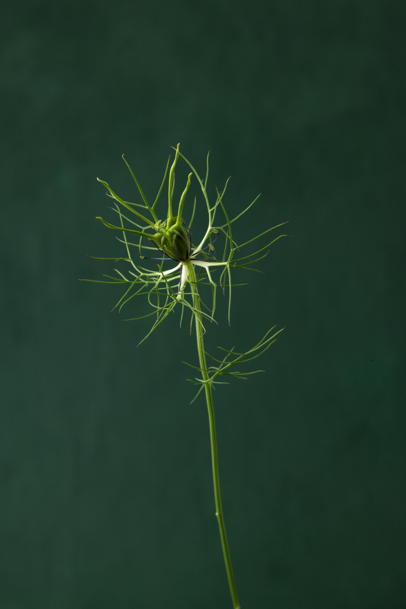 Floral Portraits. Author’s fine art prints with international delivery