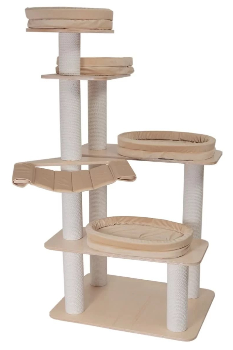 Котёнок американской бурмы. Las Burmas — питомник американской бурмы традиционных линий