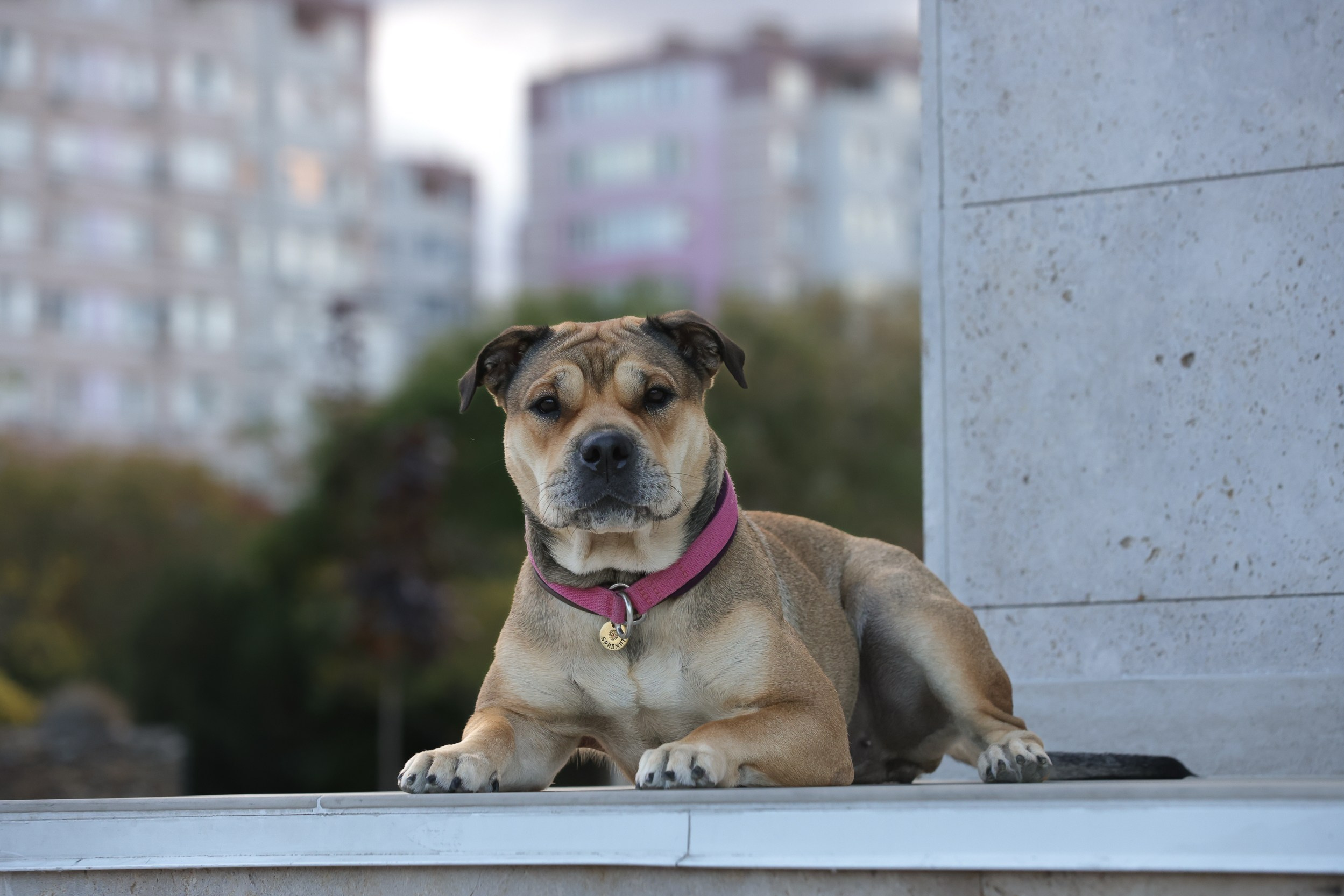 Контакты. Yana Karamysheva Animal Photo