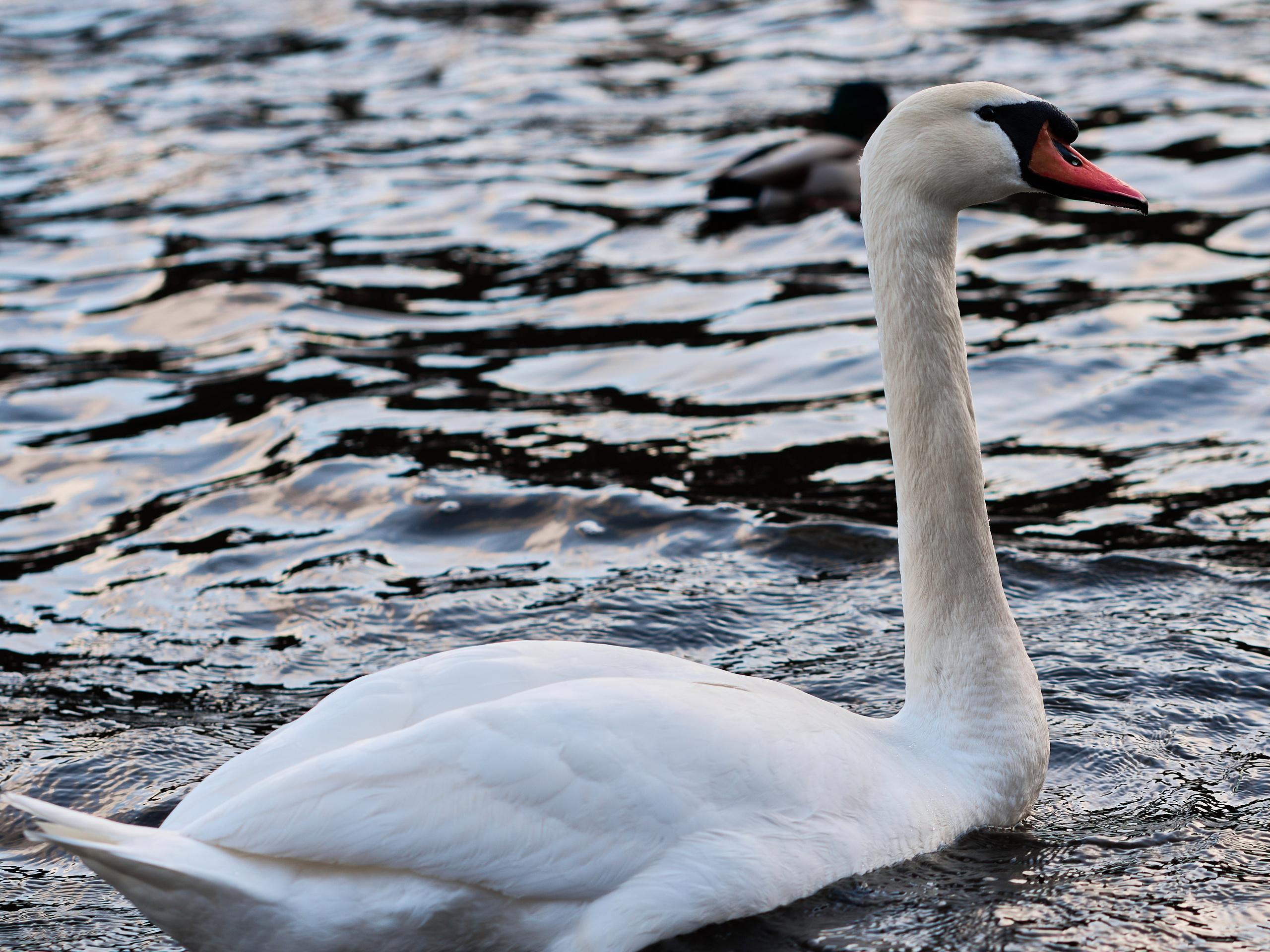 Снова Светлогорск. Фотограф в Москве Анастасия Баева