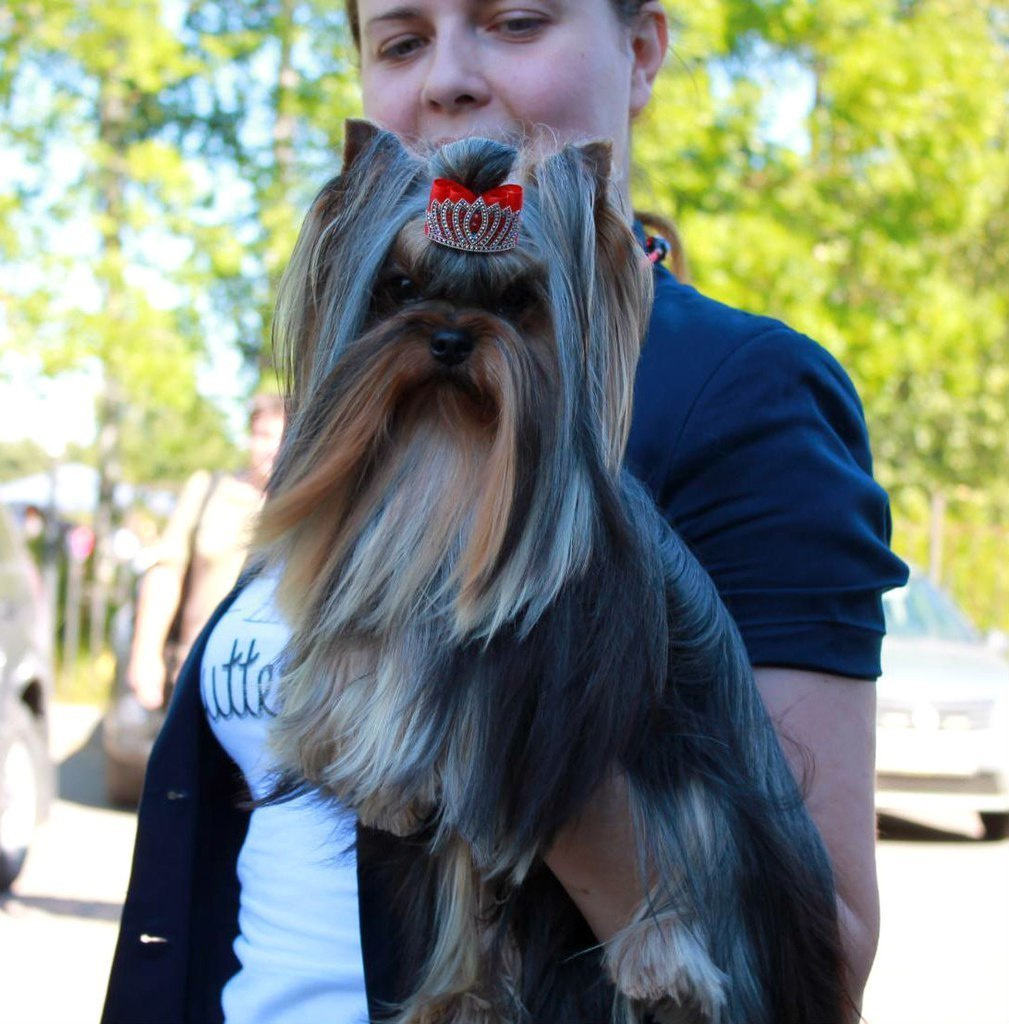 2015 г Результаты выставок. Питомник Йоркширских терьеров Дэнстайл в Санкт-Петербурге заводчик Тих
