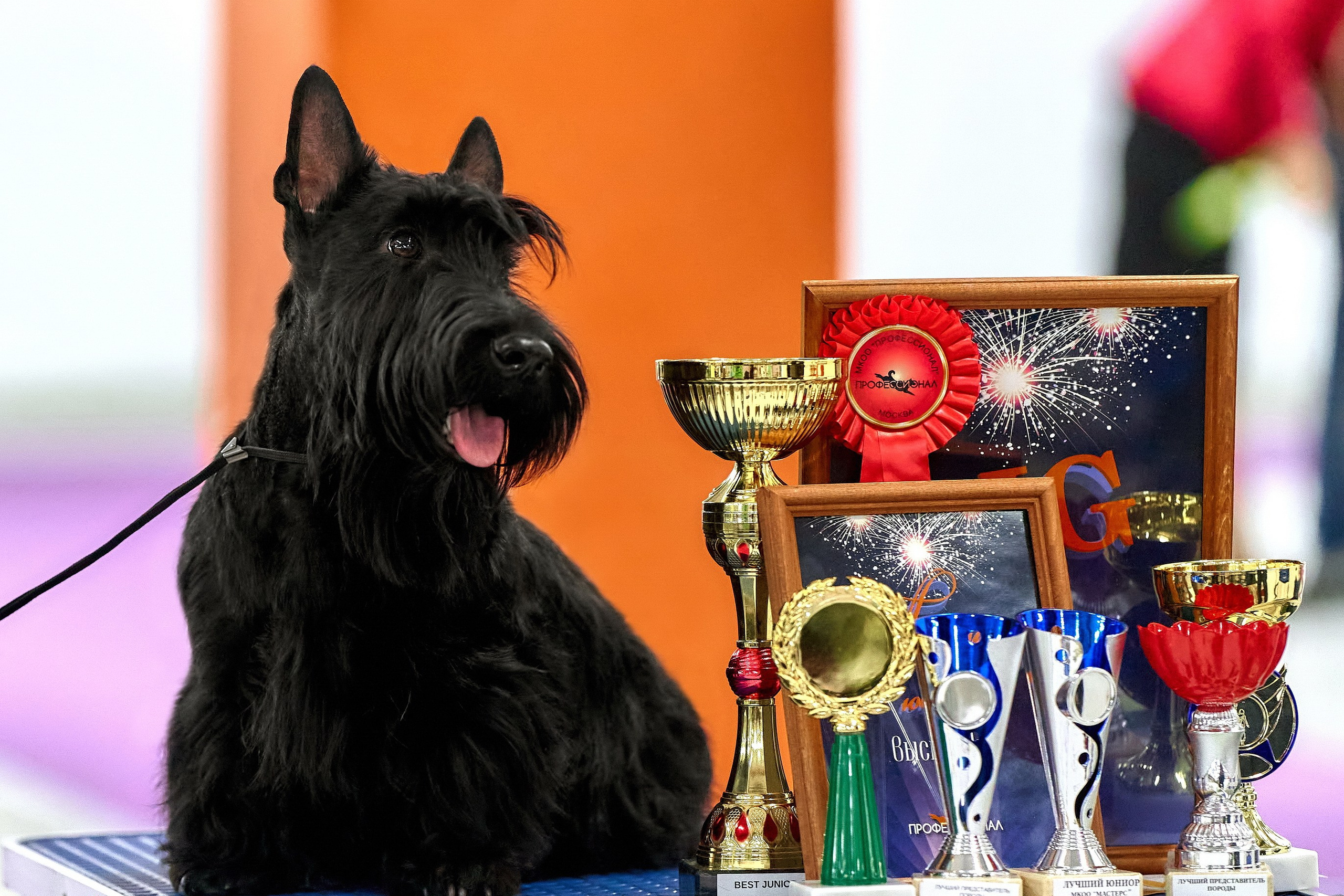 фото собак на выставке с призами