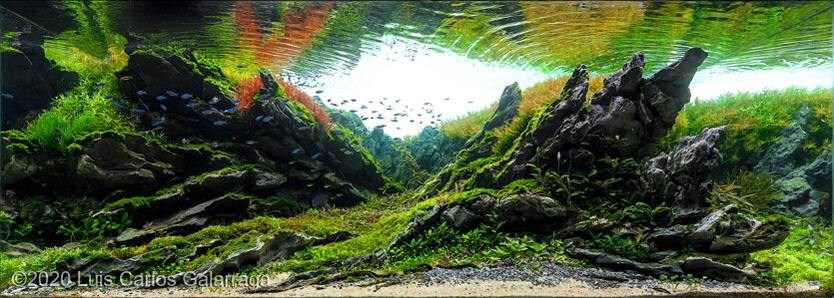 Аквариумы Дмитрия Бондаренко. Аквариумист Максим Ерёмин. Aqua Maxim