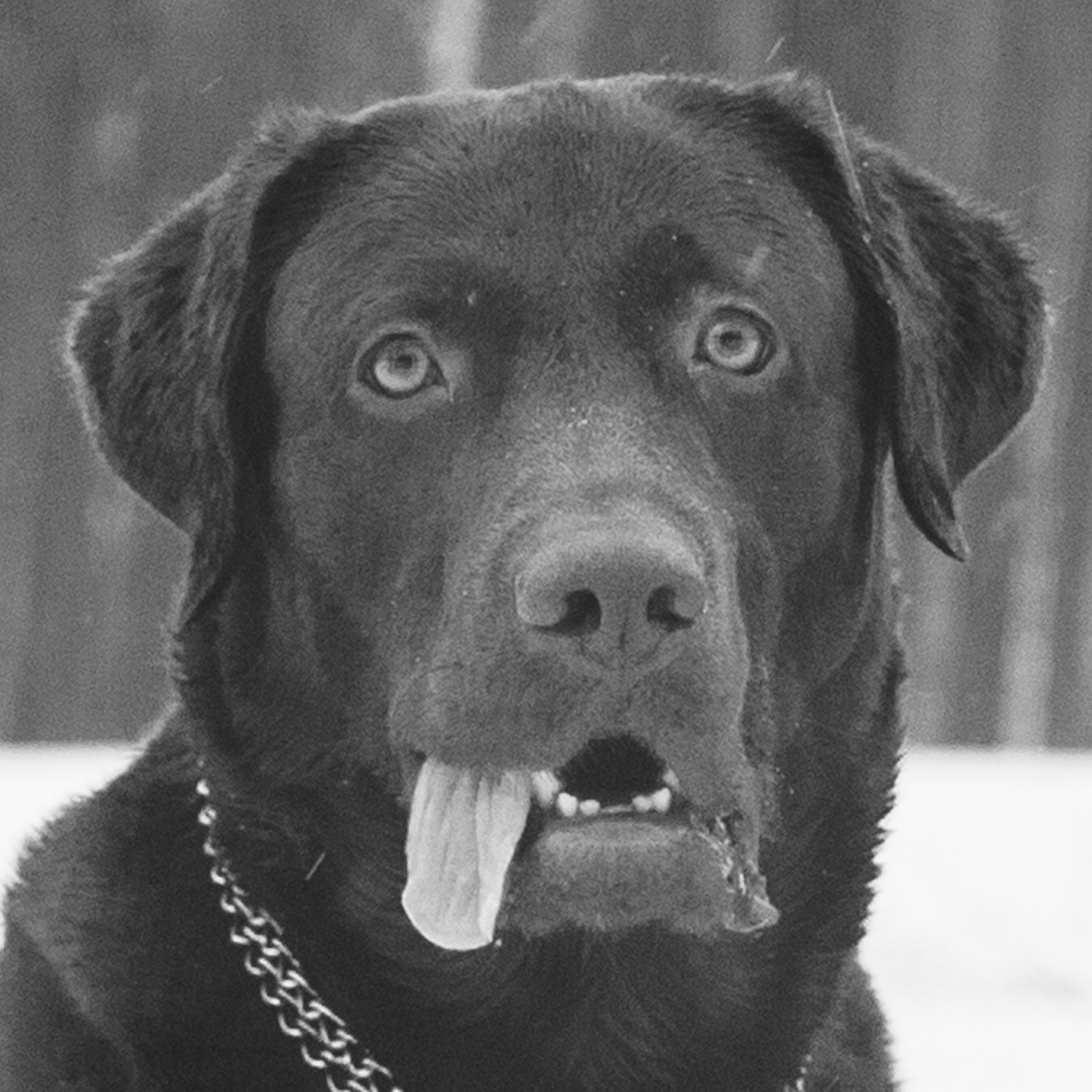 собака