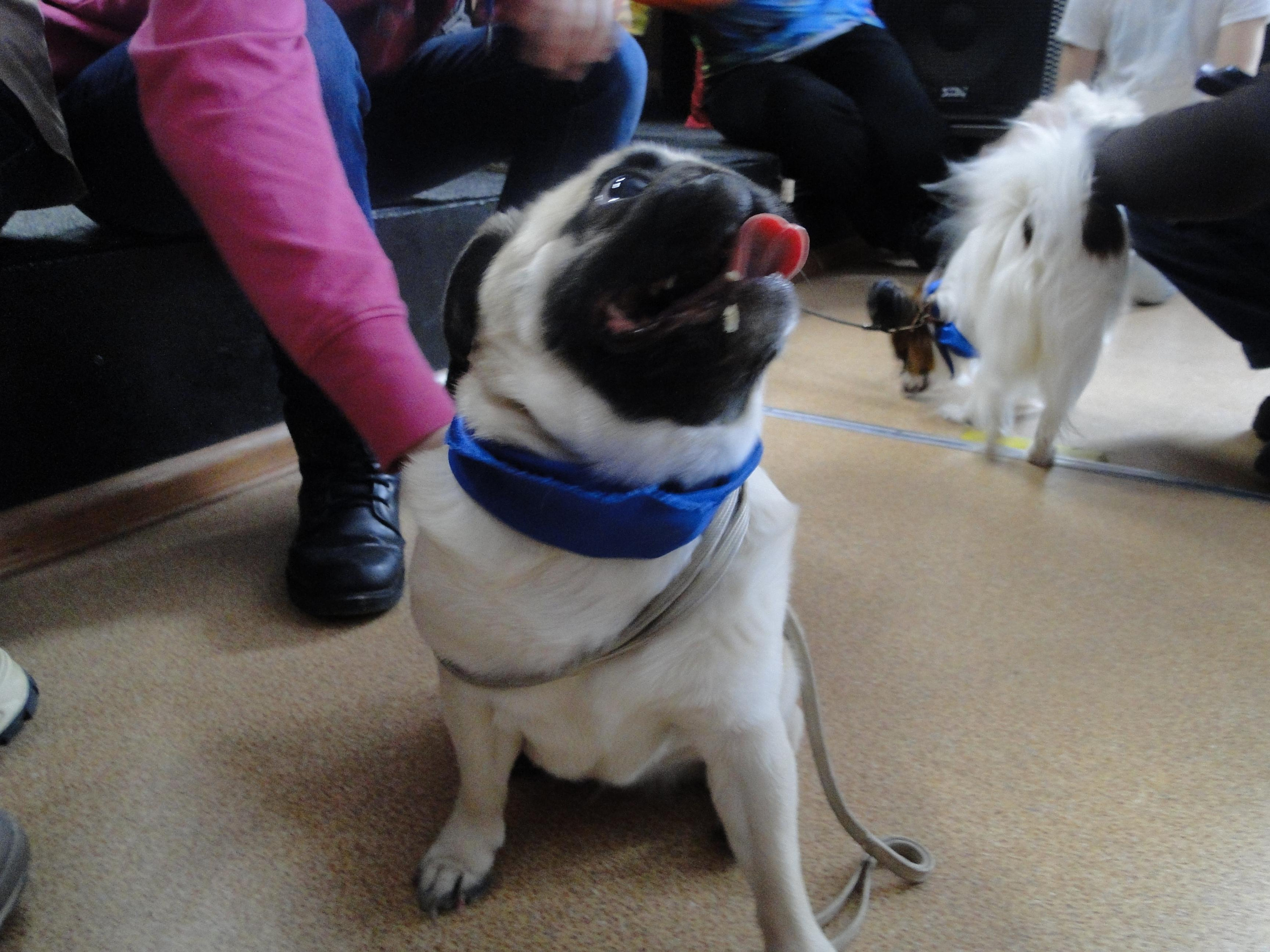 Встреча с воспитанниками Клуба инвалидов «Вера» в Дзержинске. НРОО КЦ "Собаковод"