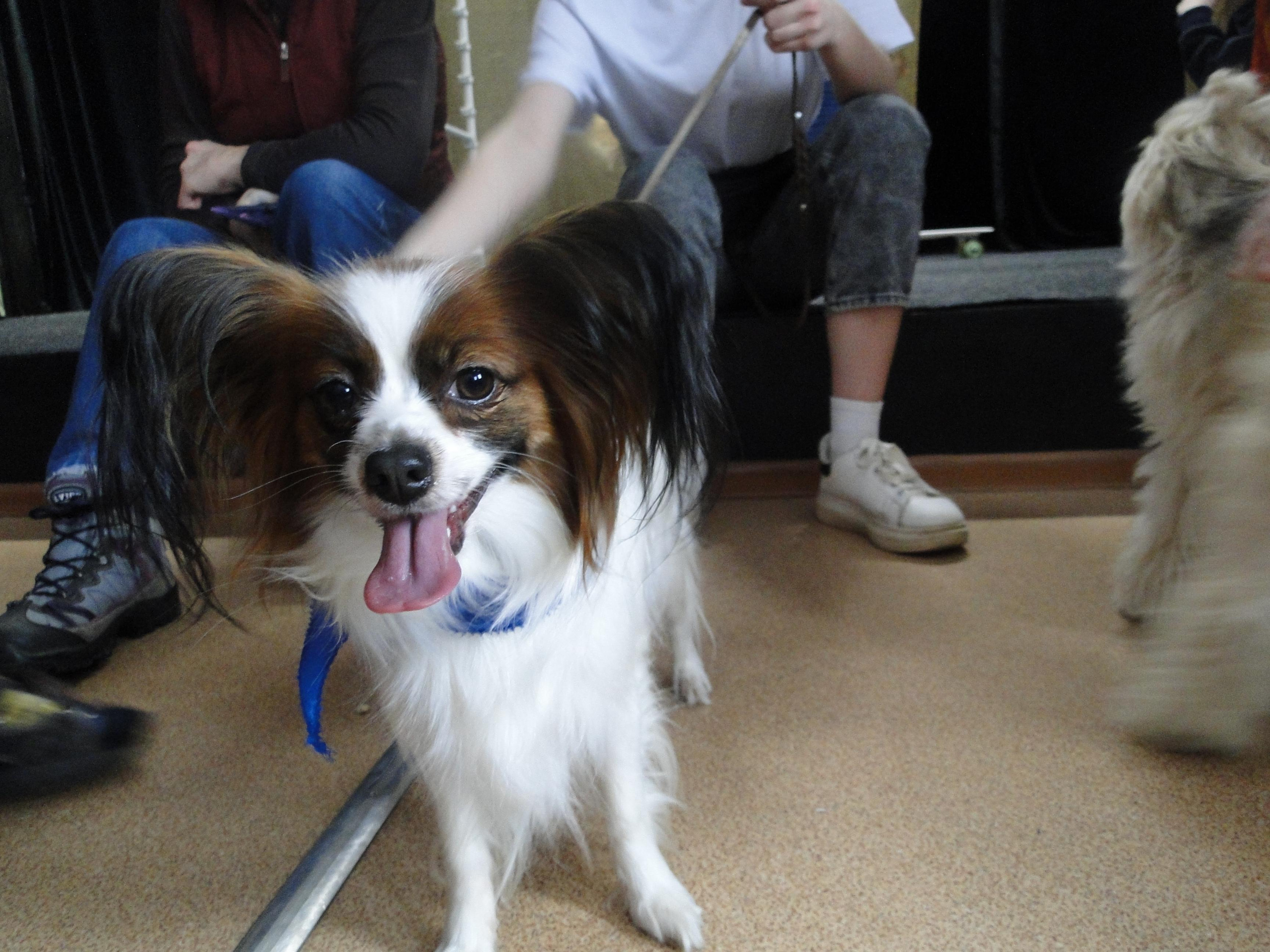 Встреча с воспитанниками Клуба инвалидов «Вера» в Дзержинске. НРОО КЦ "Собаковод"