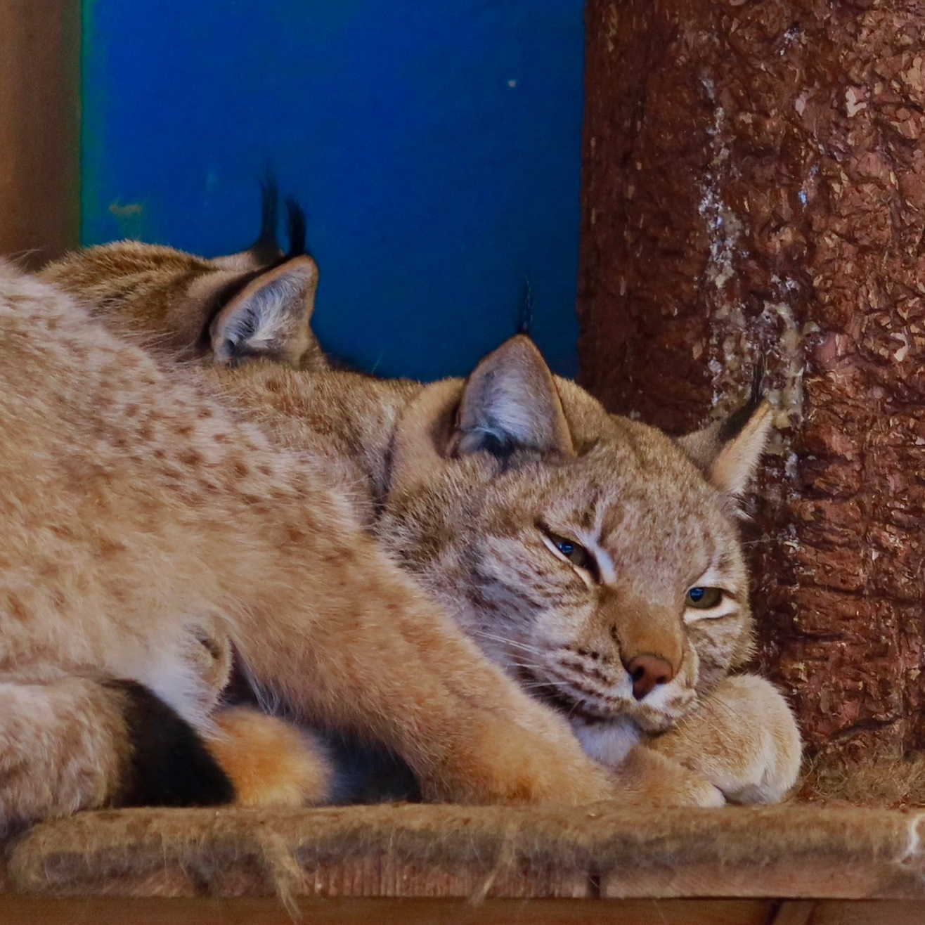 Более 50 видов животных и млекопитающих в зоопарке «Лесная Братва». Капибара, тапир, альпака, мохнатая корова, верблюд. Зоопарк уникальных животных Лесная братва