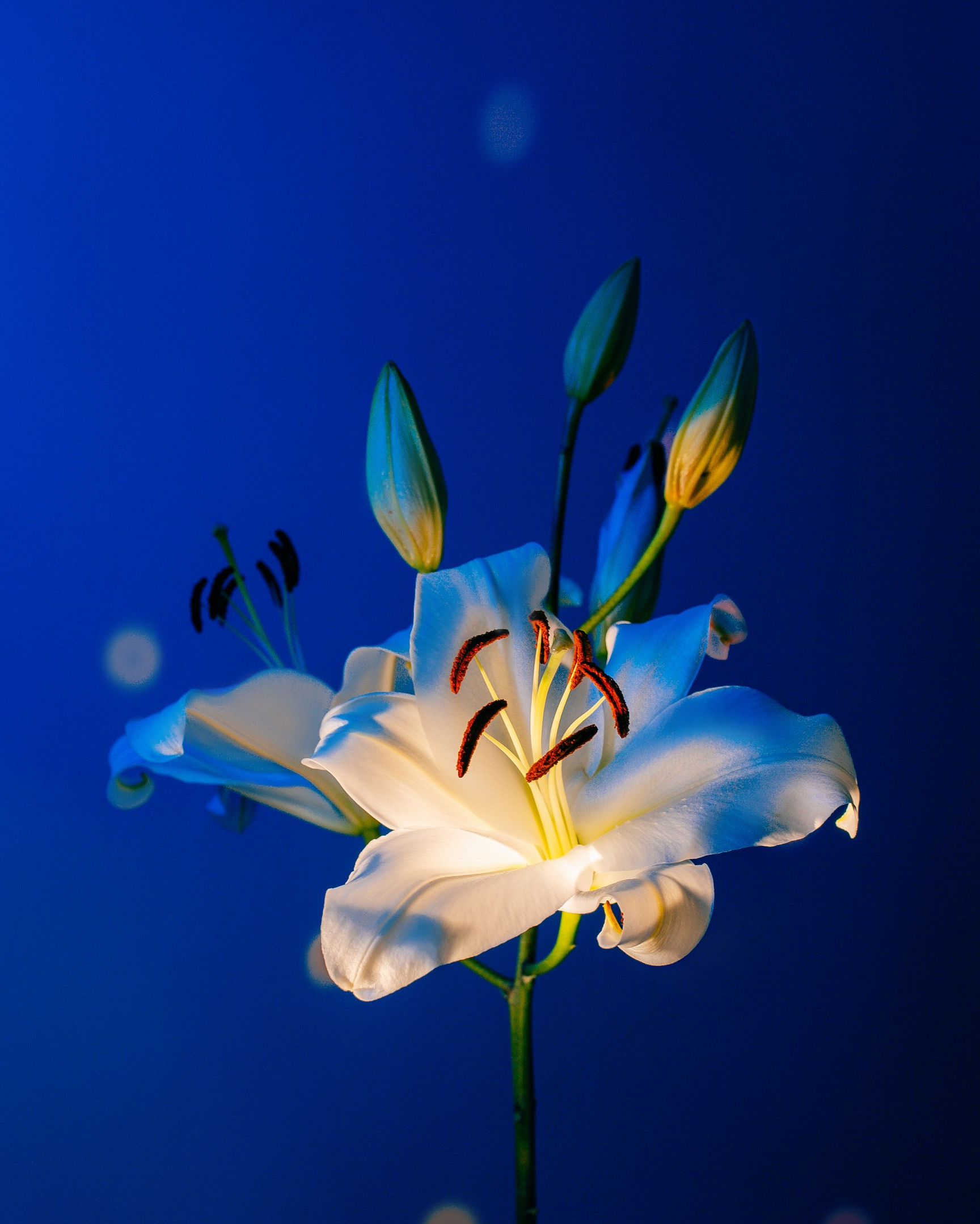 Фотограф Оля Батист