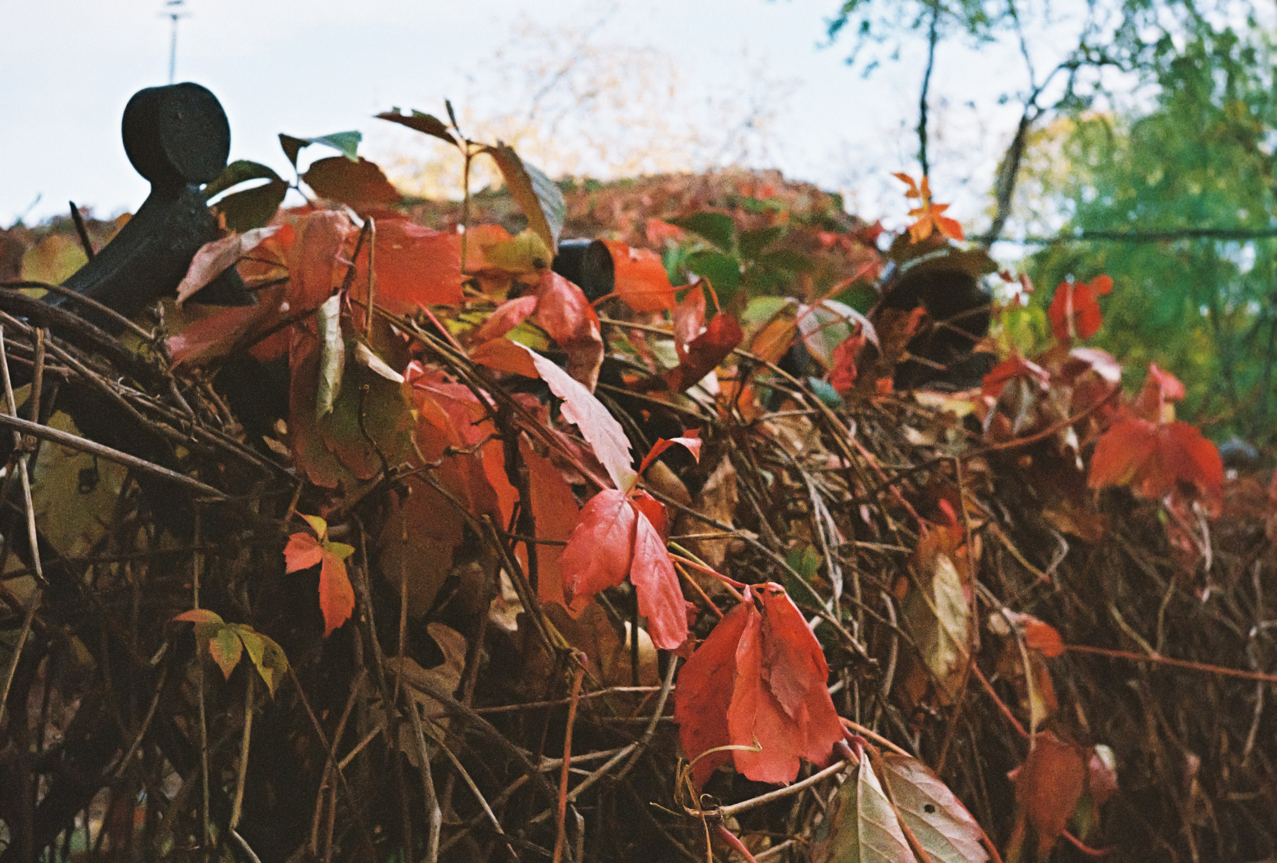 Красная осенняя листва в парке Усадьба Трубецких