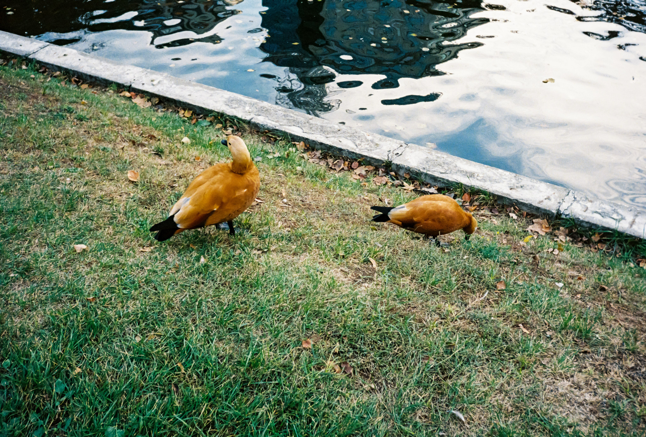 Две утки в парке Усадьба Трубецких