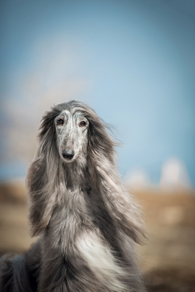 Подготовка собаки к фотосессии. Фотограф собак в Москве и Московской области Иванушкина Мария