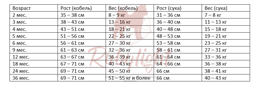 Рост и вес американская акита , размер щенка американская Акита, вес Акита 4 месяца