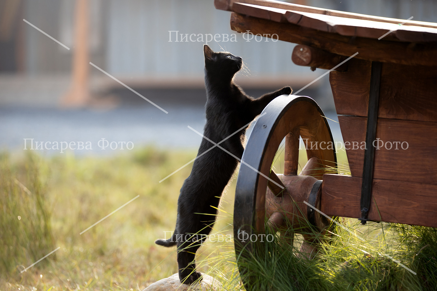 Кот у телеги в деревне