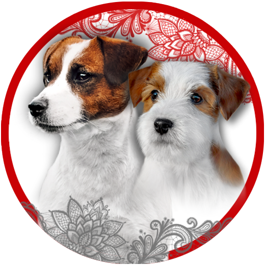 CANE MAESTRO — kennel Jack Russell Terrier