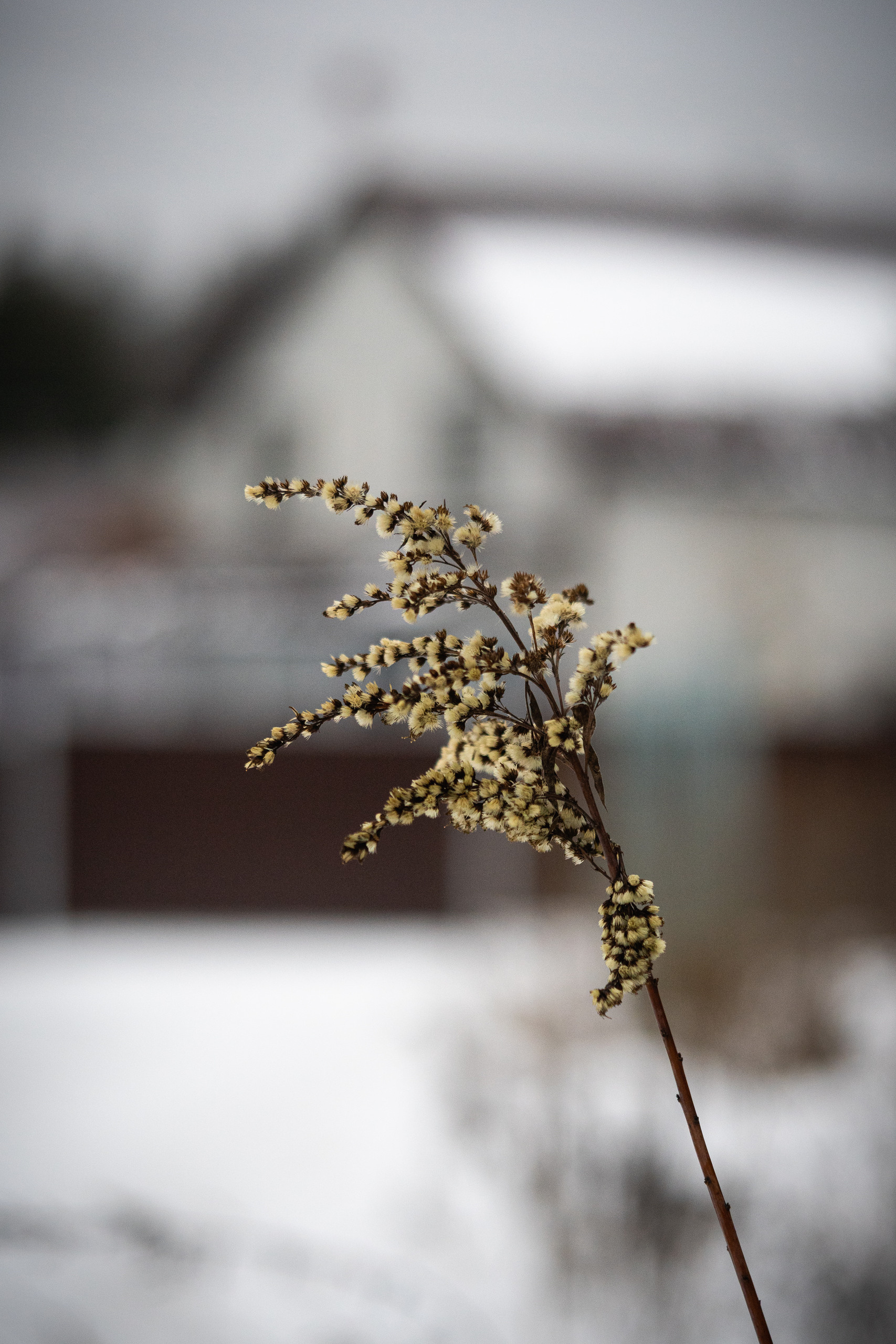 Пример фото на объектив Sony FE 90 mm f/2.8 Macro G OSS