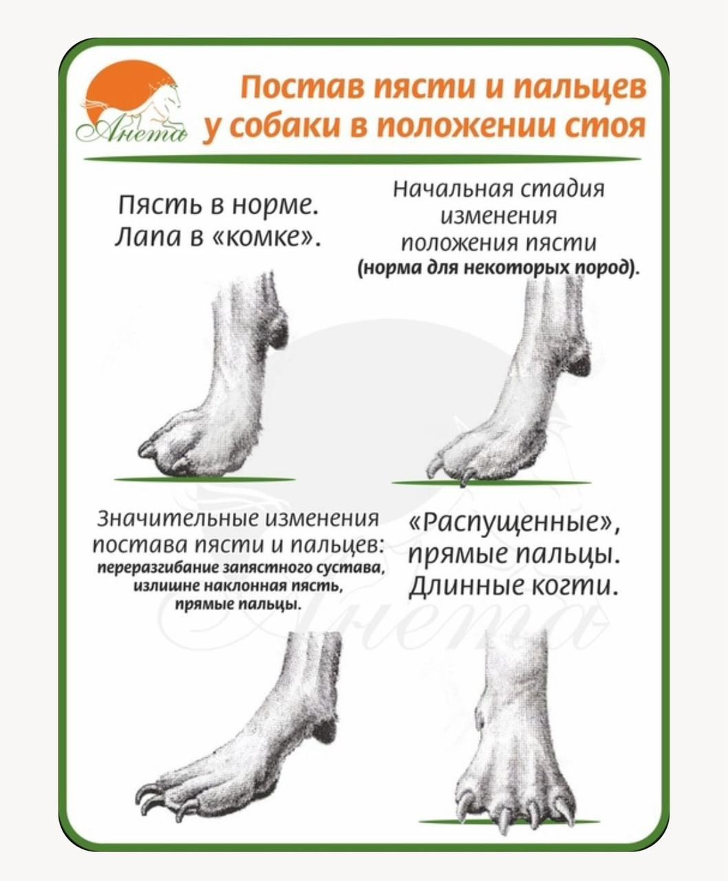 Когти важный элемент в опорно двигательной системе собаки, поэтому необходимо следить за их длиной и своевременно подстригать. Американский Булли в г. Ростов-на-Дону. Питомник THE POWER OF SIBERIA