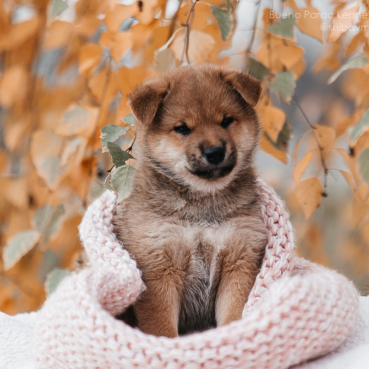 ЩЕНКИ. Kawaii Kuma питомник собак пород Корги пемброк, Акита ину, Сиба