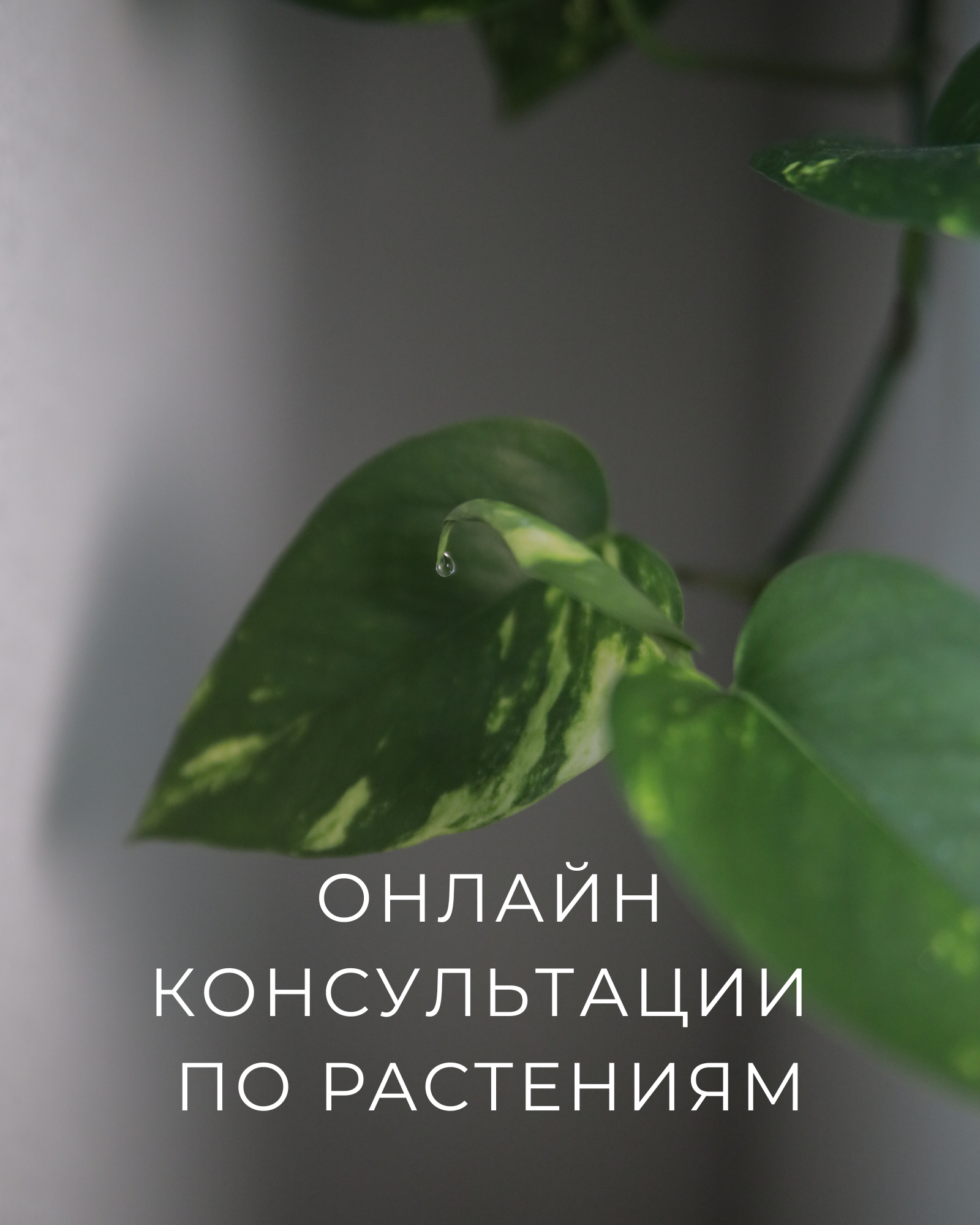 Катя Цвет
