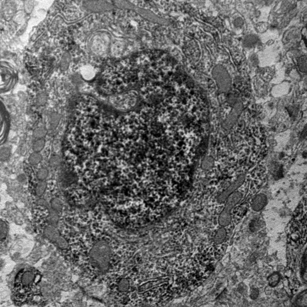 Коннектомика. Главная