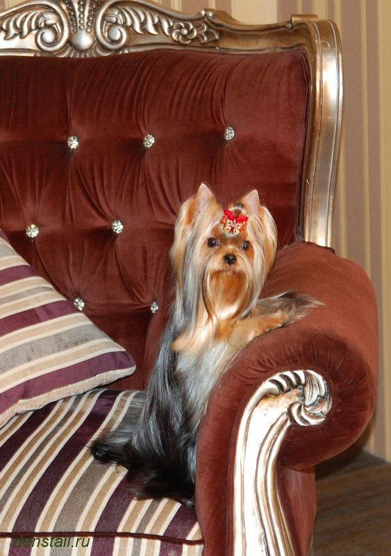 Дэнстайл Империя. Питомник Йоркширских терьеров Дэнстайл в Санкт-Петербурге заводчик Тих