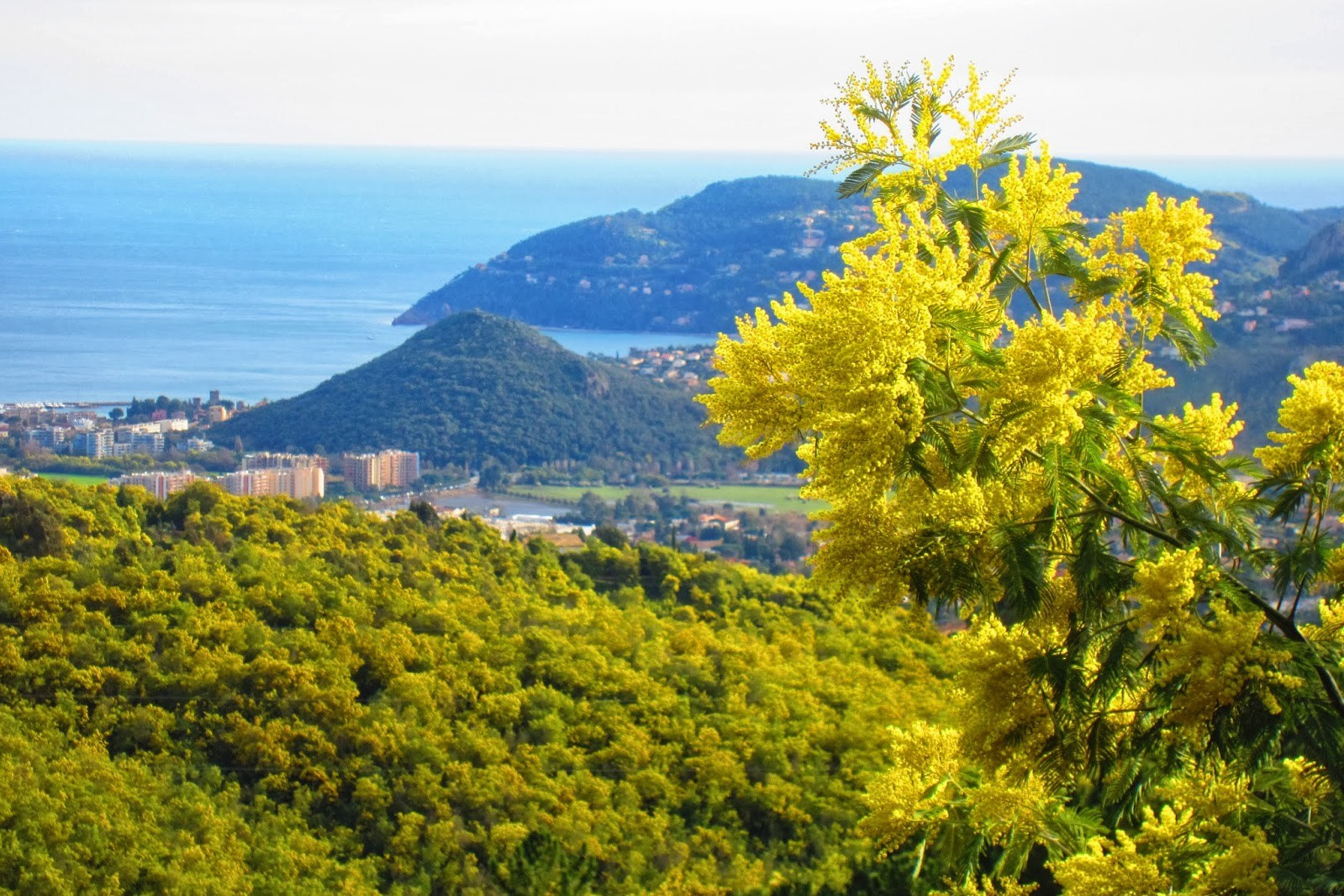 Абхазия. Мимоза. Ольга Котова