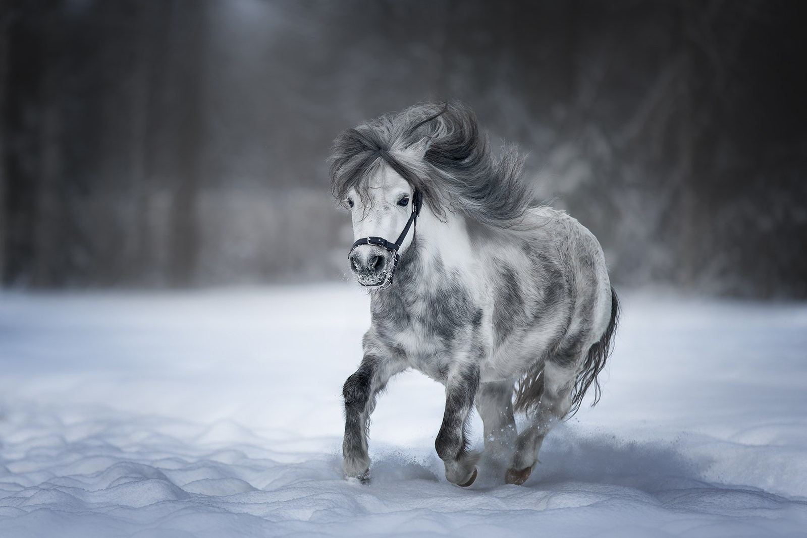 Результаты конкурсов. Irenephoto.ru