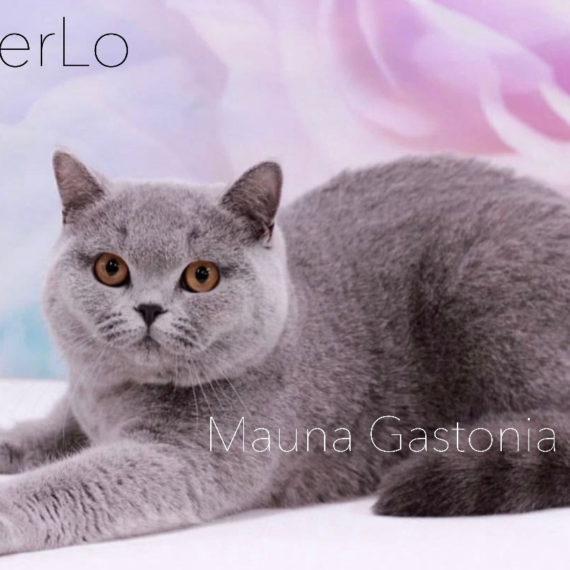 Кошки\Female. Mauna Gastonia