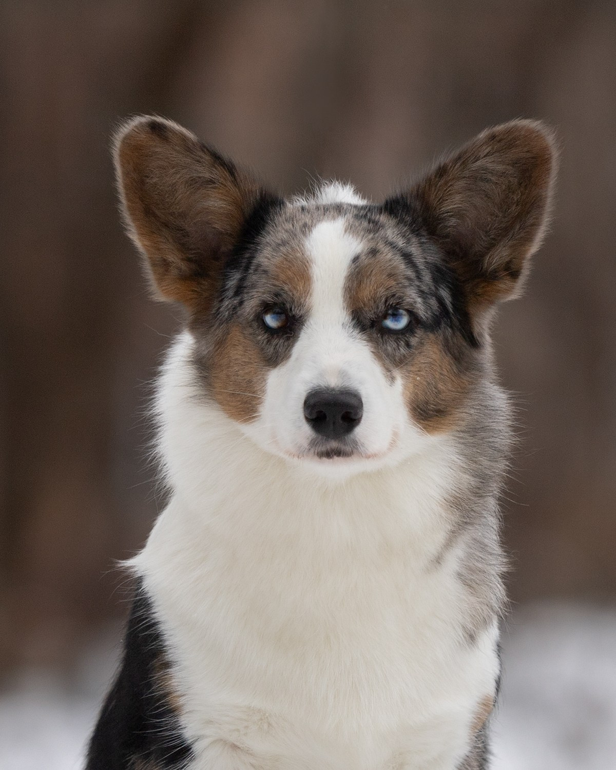 Вельш корги кардиган питомника Ice Fantasy Брянск. Ice Fantasy kennel: professional breeding of Siberian huskies and wels