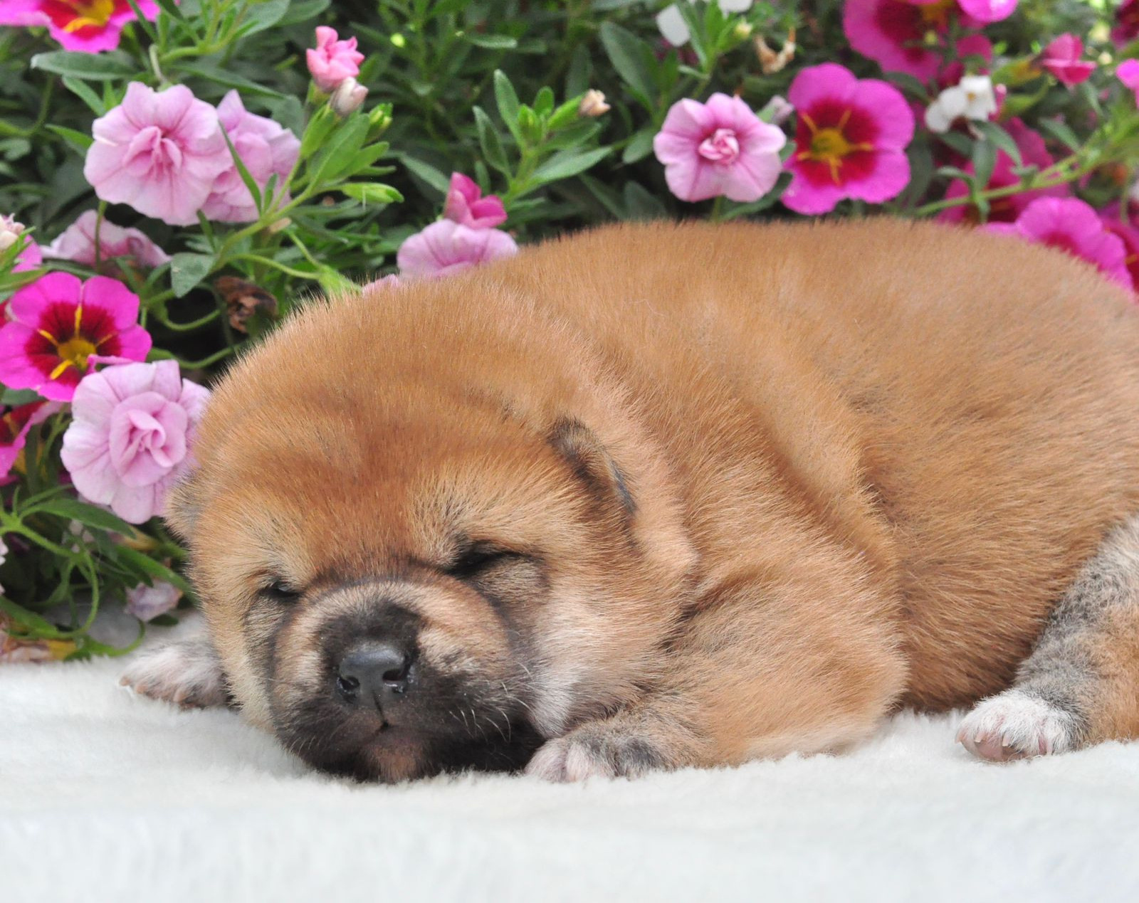 AMERICAN AKITA RUBYLIGHT KENNEL I SHIBA-INU