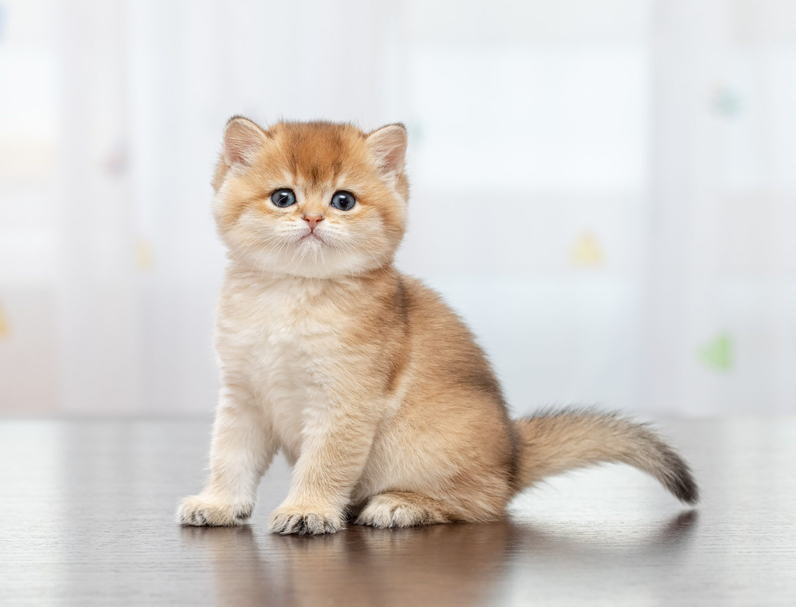 British shorhair Cats