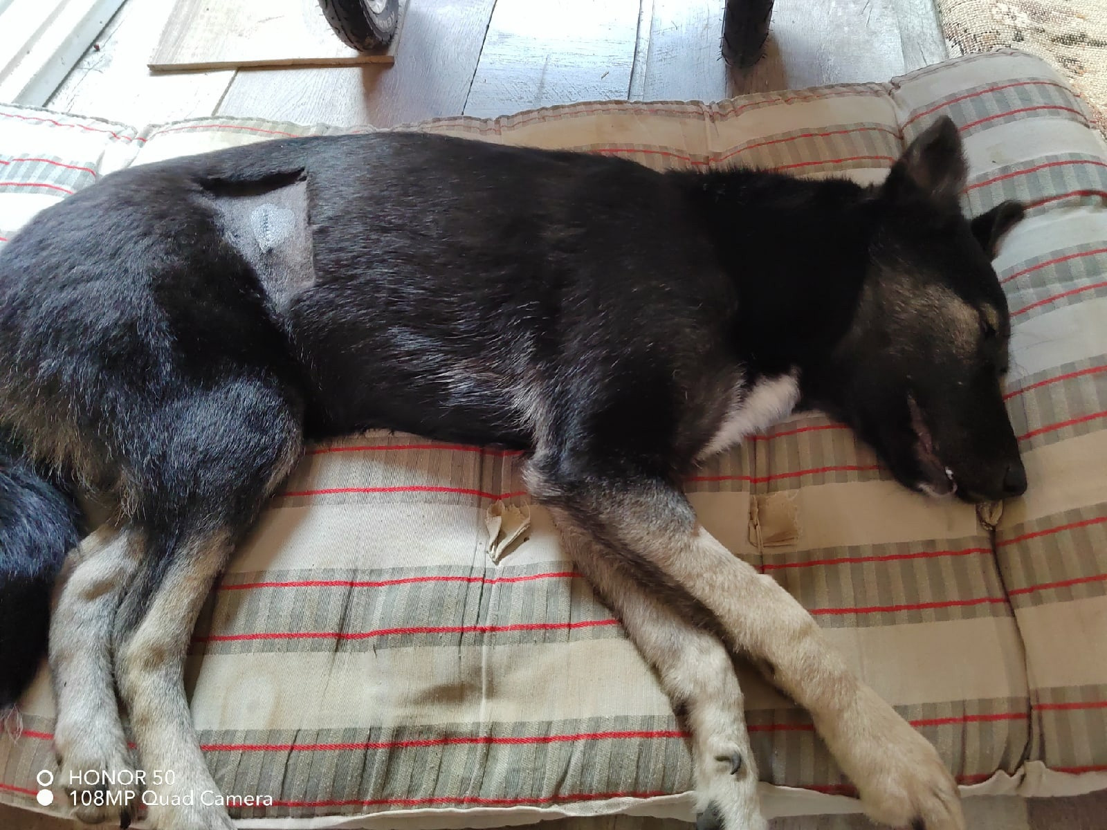 Стерилизация животных. НРОО КЦ "Собаковод"