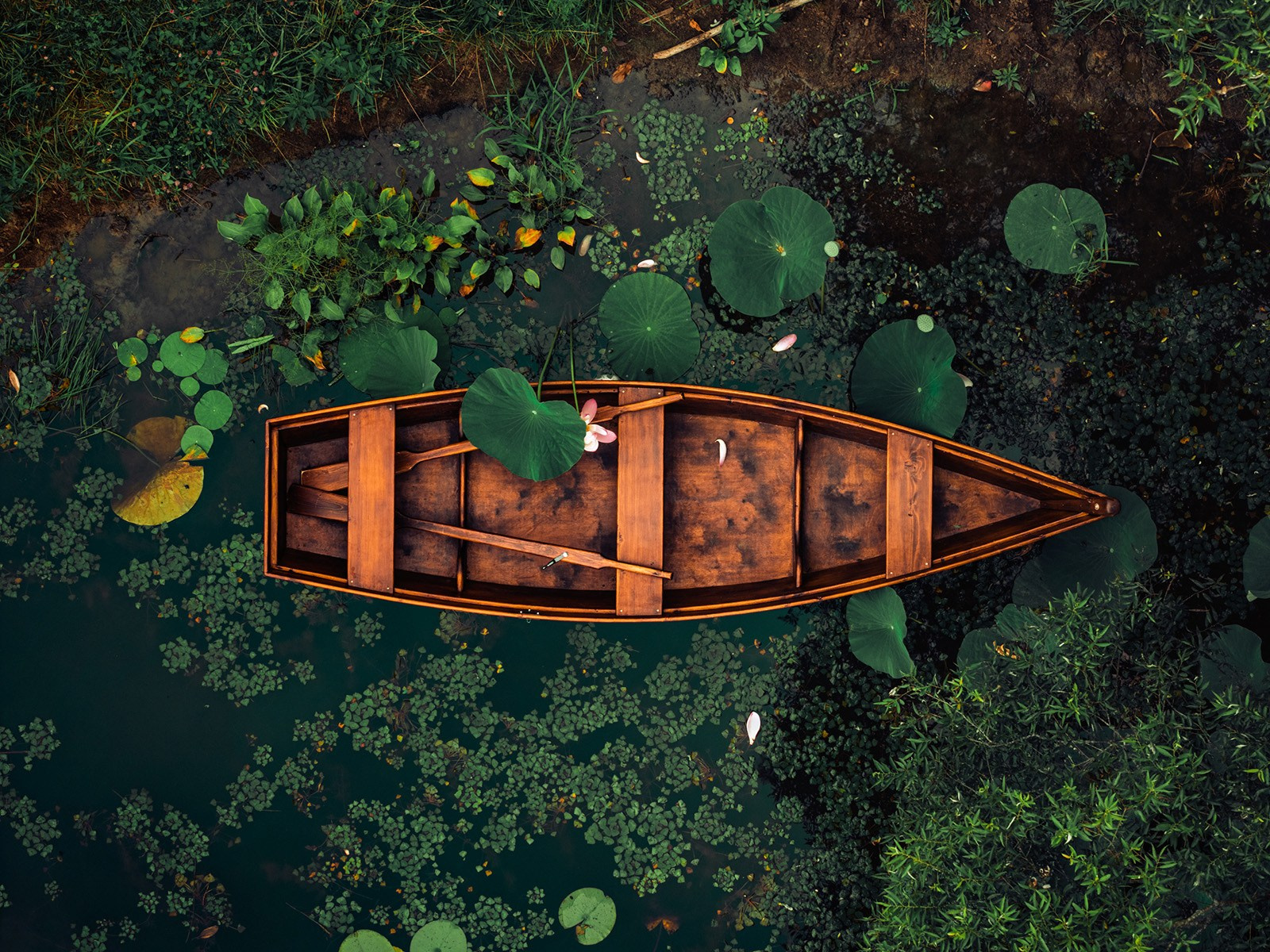 Цветение лотосов. Иван Зайцев (IZIART) — визуальные истории для брендов, людей и мест