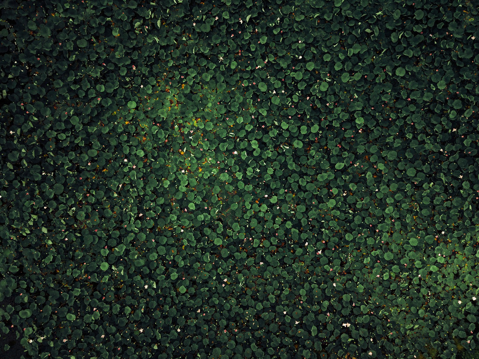 Цветение лотосов. Иван Зайцев (IZIART) — визуальные истории для брендов, людей и мест