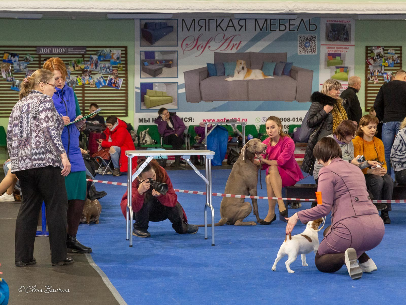 ✅ О СЕБЕ. Фотограф анималист Елена Галдина г. Красноярск